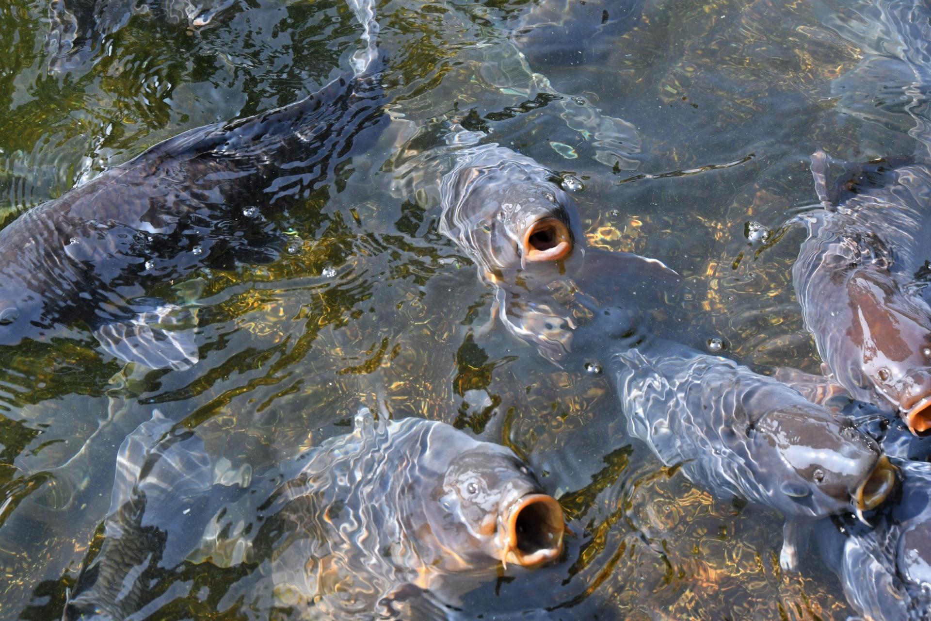 鯉釣りのやり方を徹底解説 おすすめの仕掛け 餌 タックルもご紹介 釣りラボマガジン