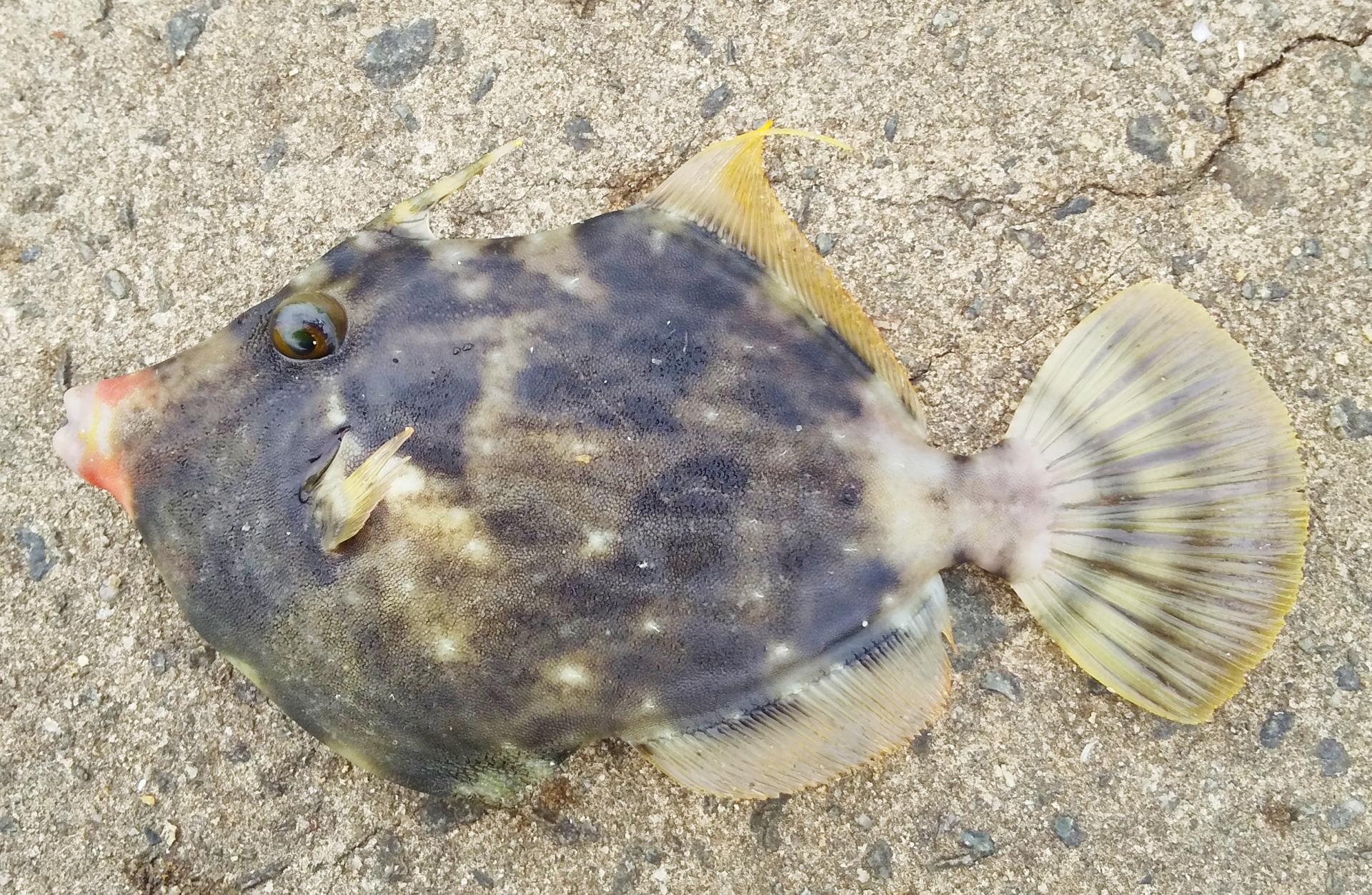 カワハギ