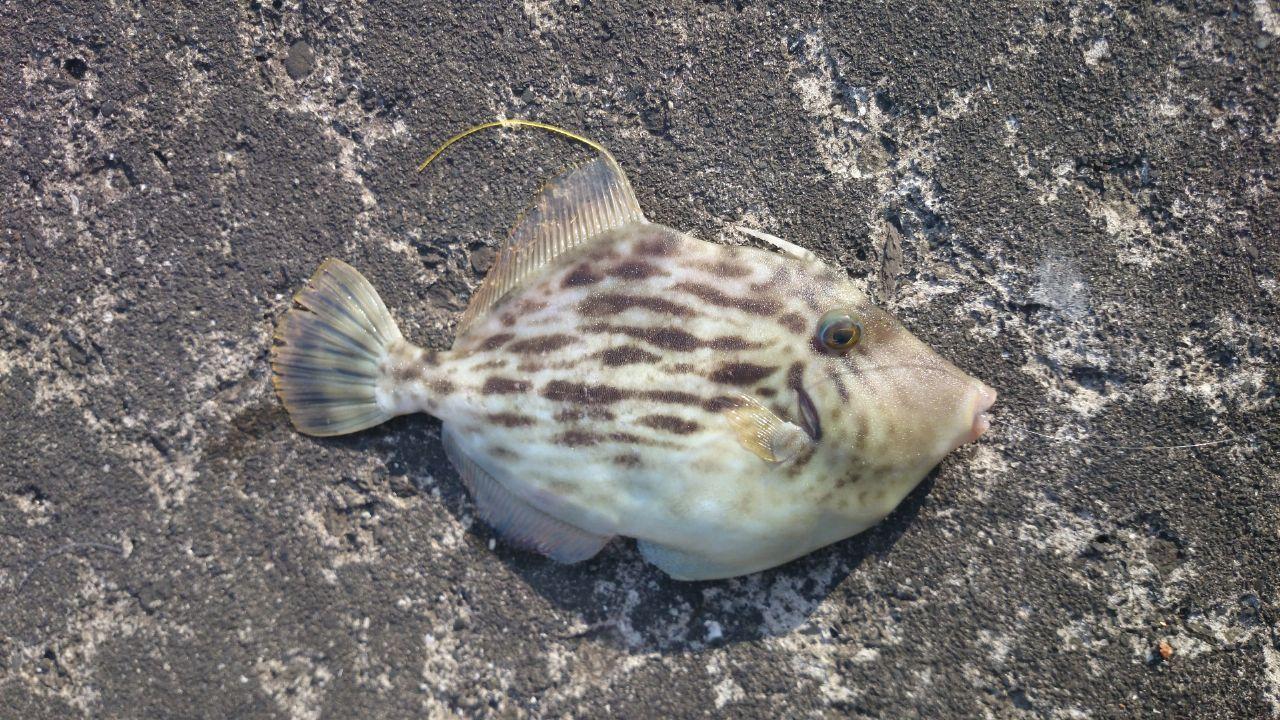 カワハギ