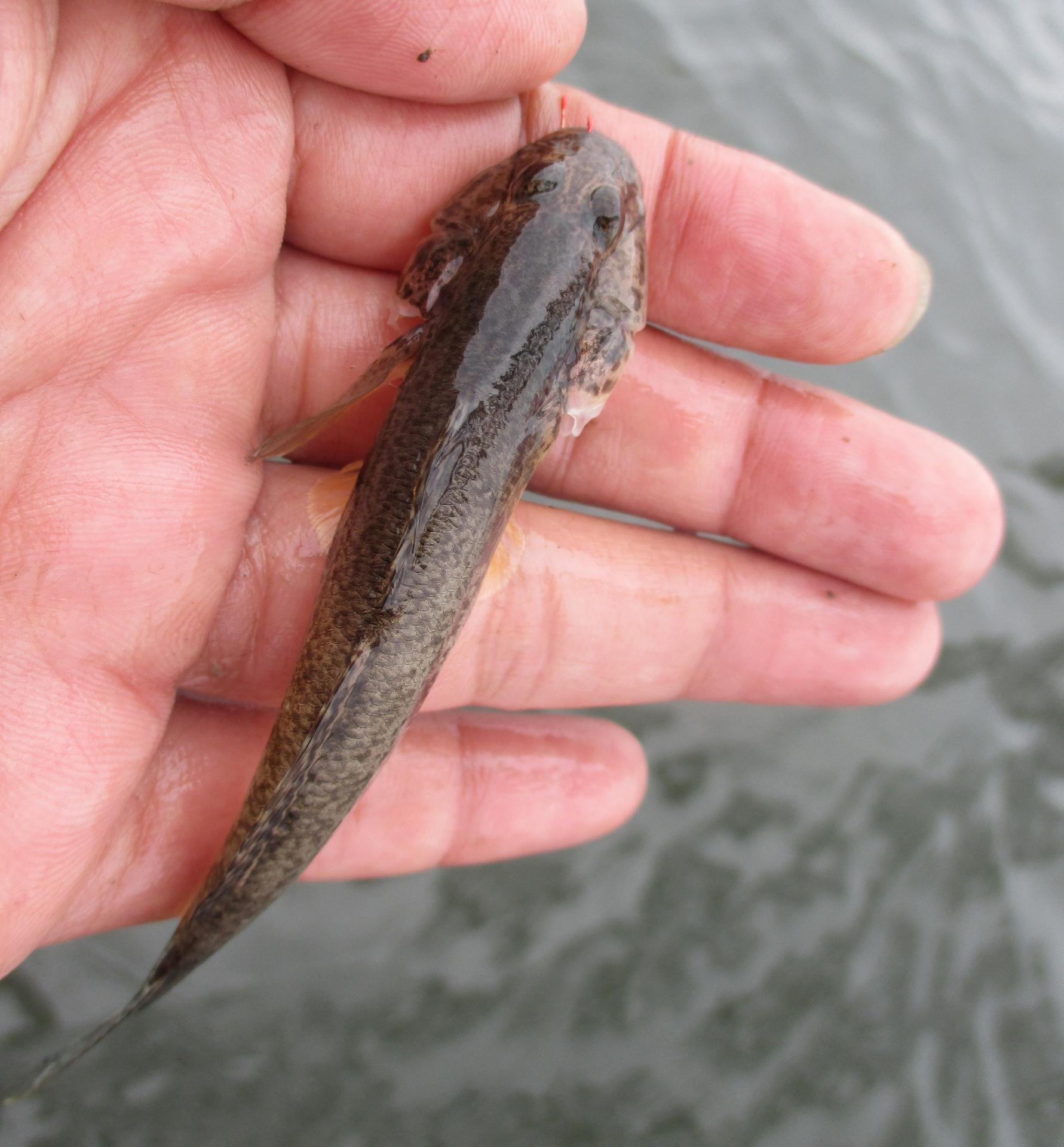 ハゼ釣りに最適な時期はいつ ポイントやおすすめの仕掛け 餌 タックルをご紹介 釣りラボマガジン