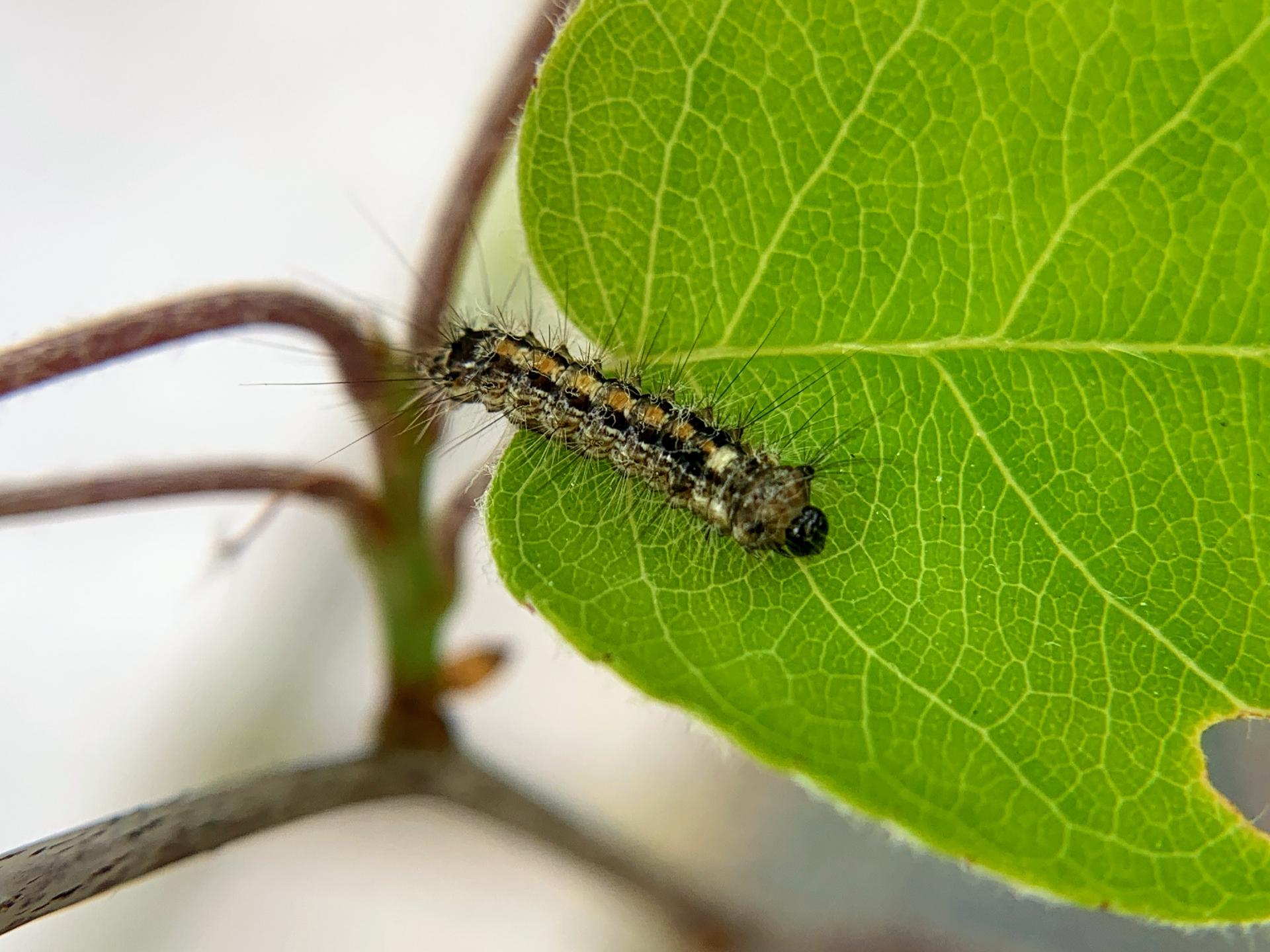 毛虫に刺されたら放置してはダメ 症状 対処方法 おすすめの薬をご紹介 釣りラボマガジン