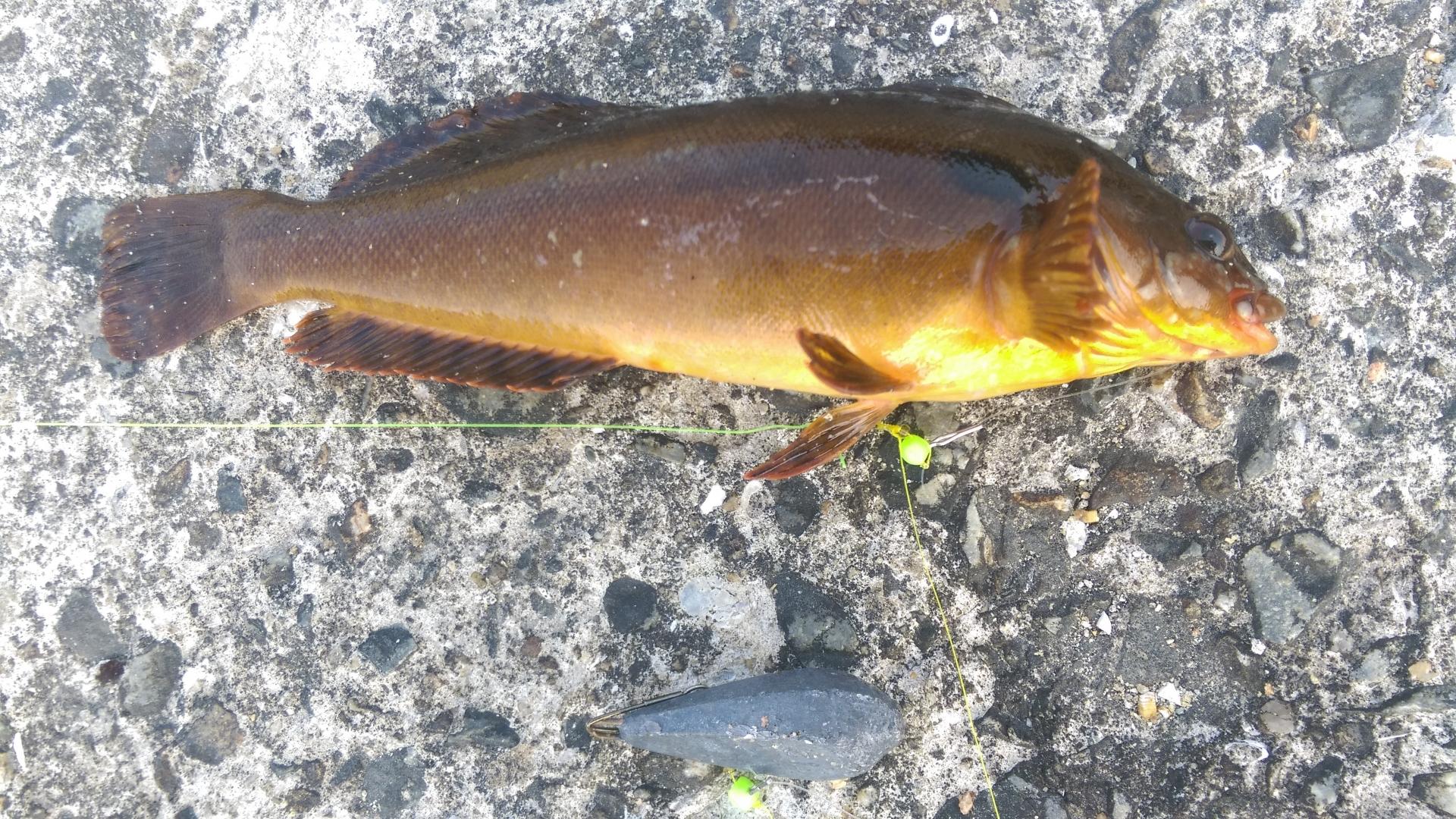 根魚