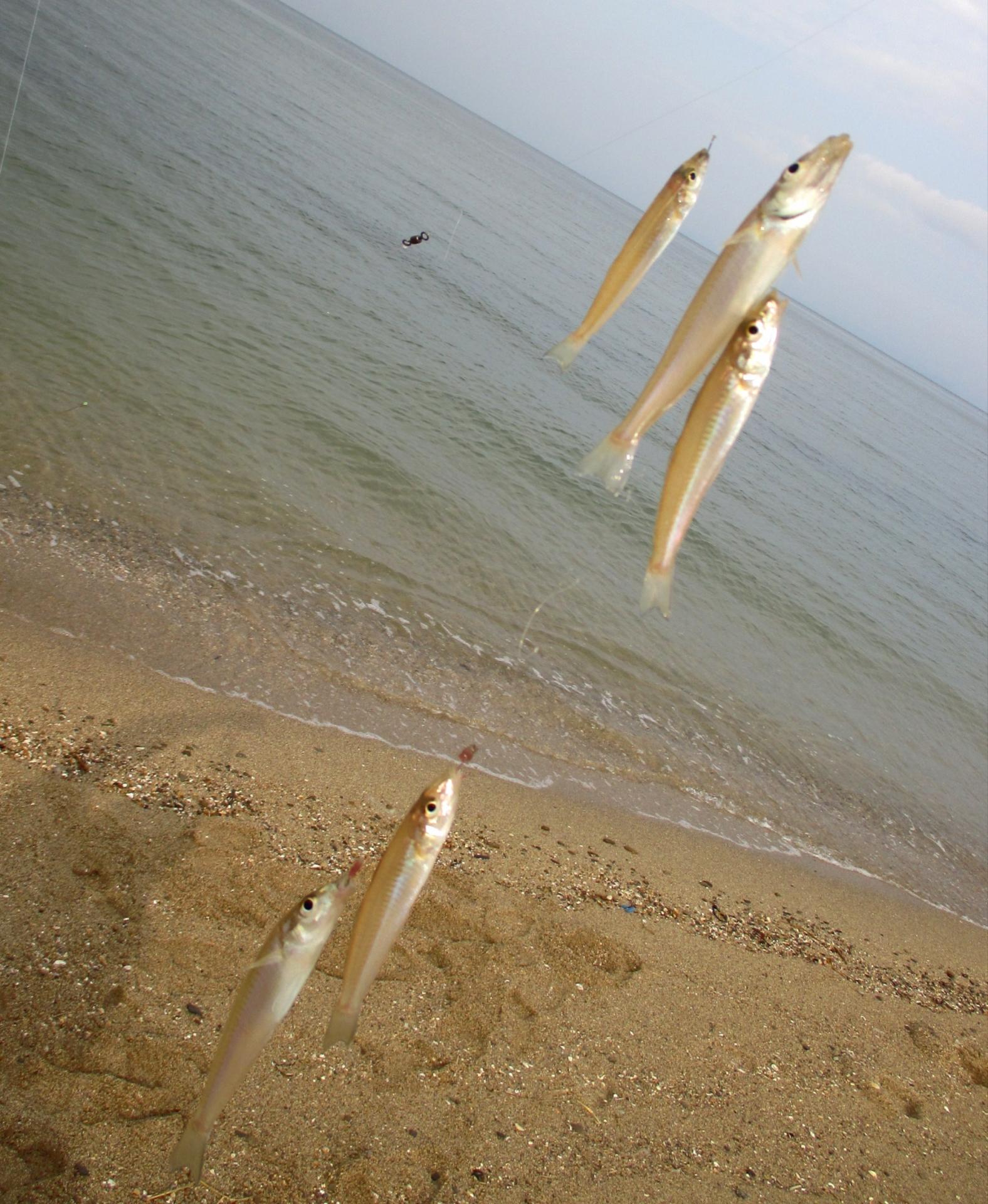 キス釣りの始め方｜仕掛け・餌・時期・季節・冬【初心者必見】 釣りラボマガジン