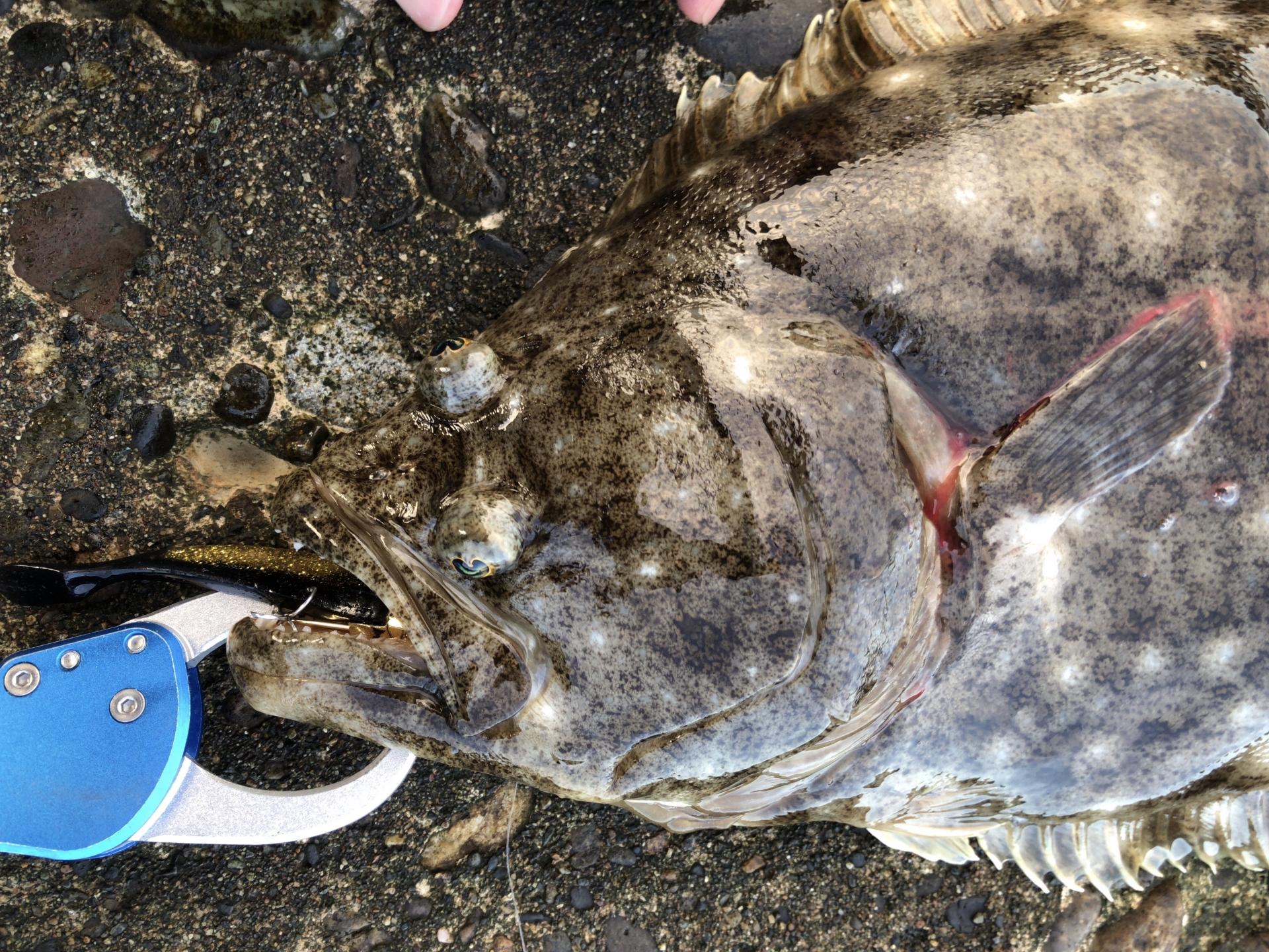 ヒラメ 釣れる 時期 プログラム ニュース