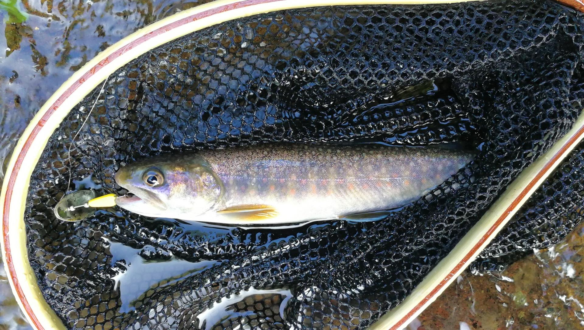 ヤマメ釣り