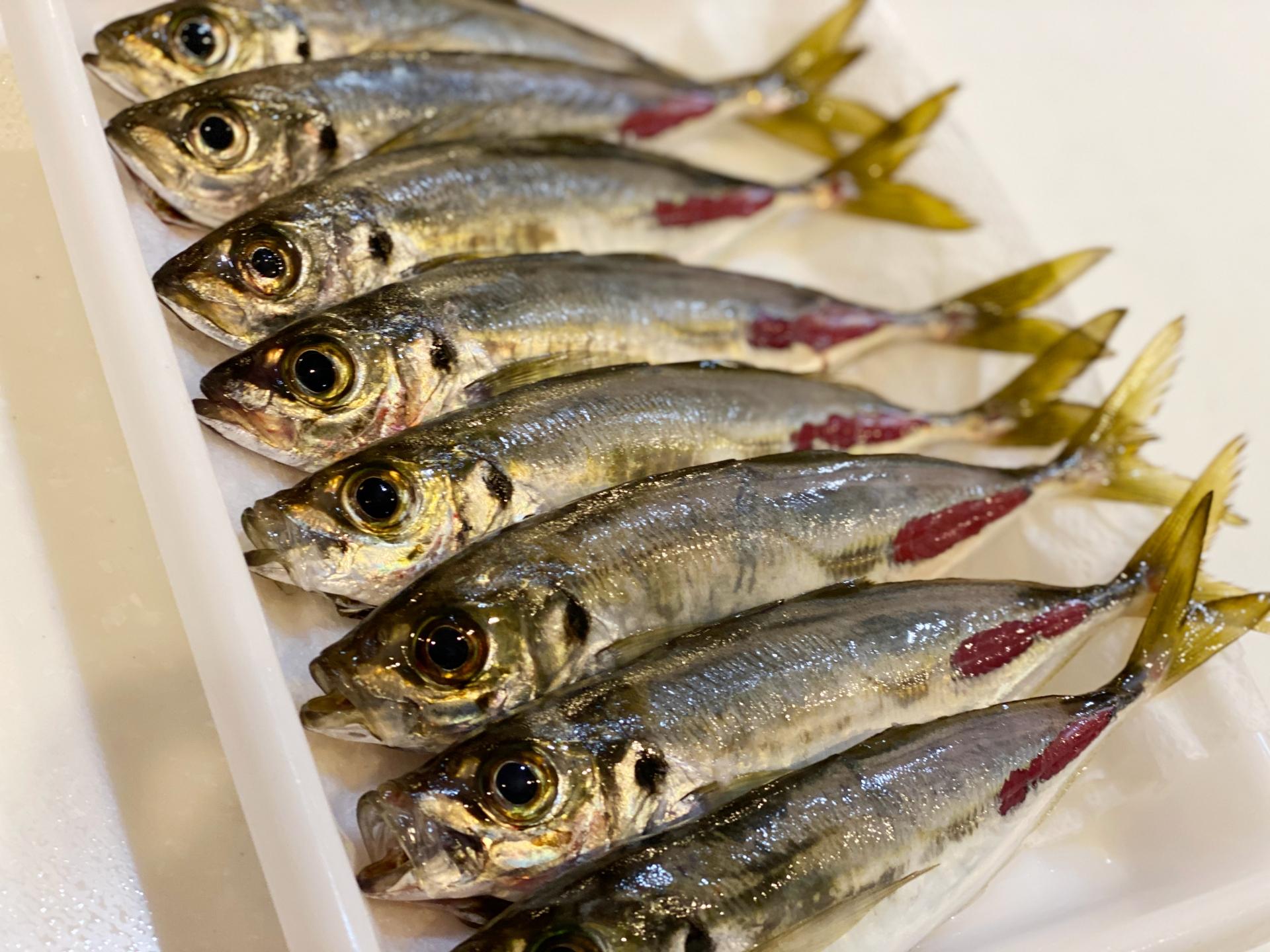 泳がせ釣り