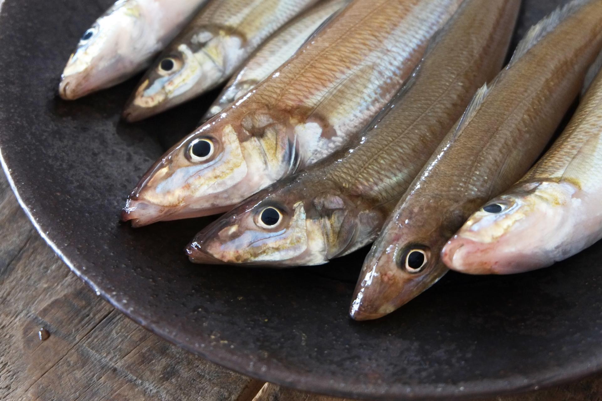 泳がせ釣り