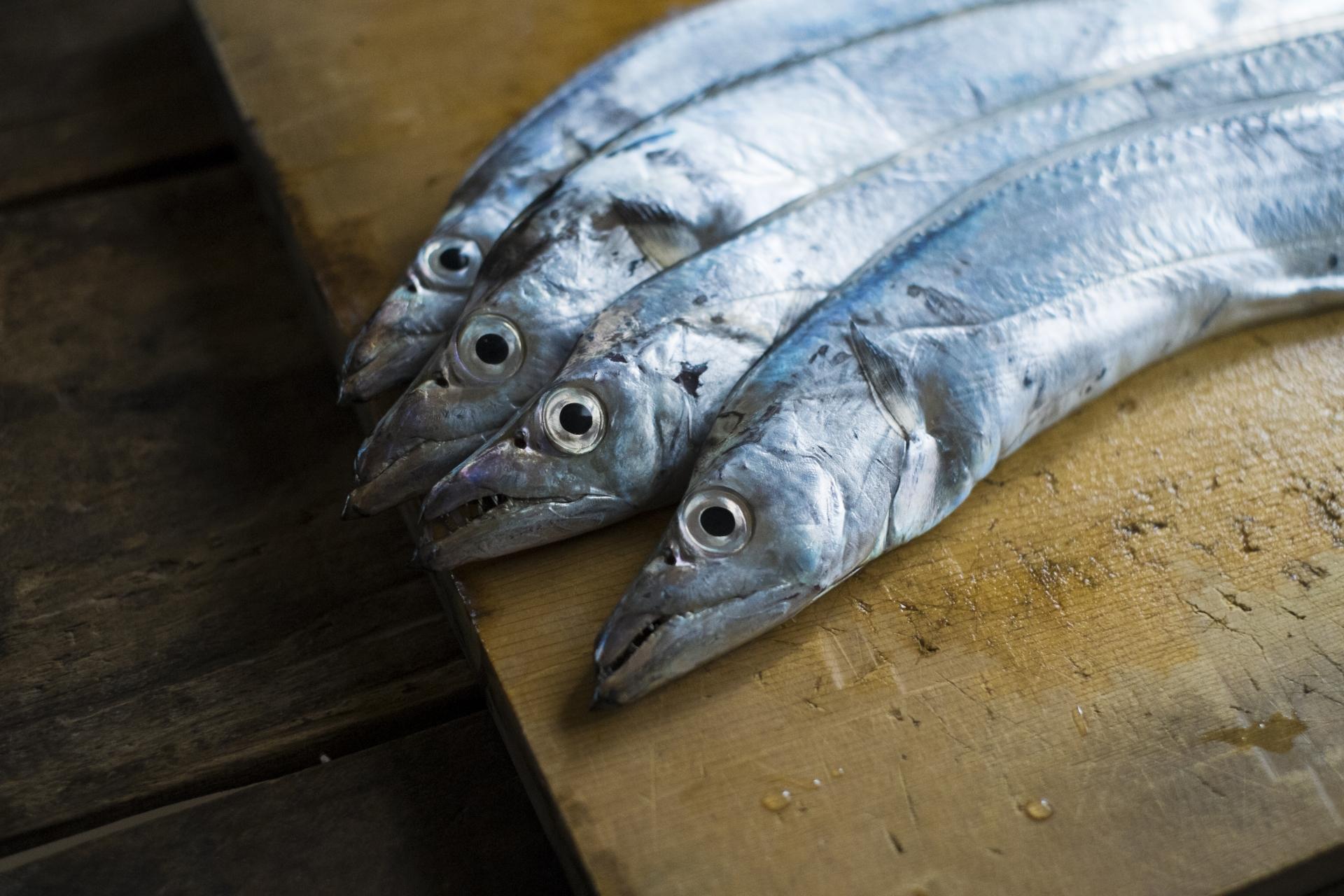 太刀魚の刺身を美味しく食べる方法とは 捌き方 皮の剥がし方 切り方 釣りラボマガジン