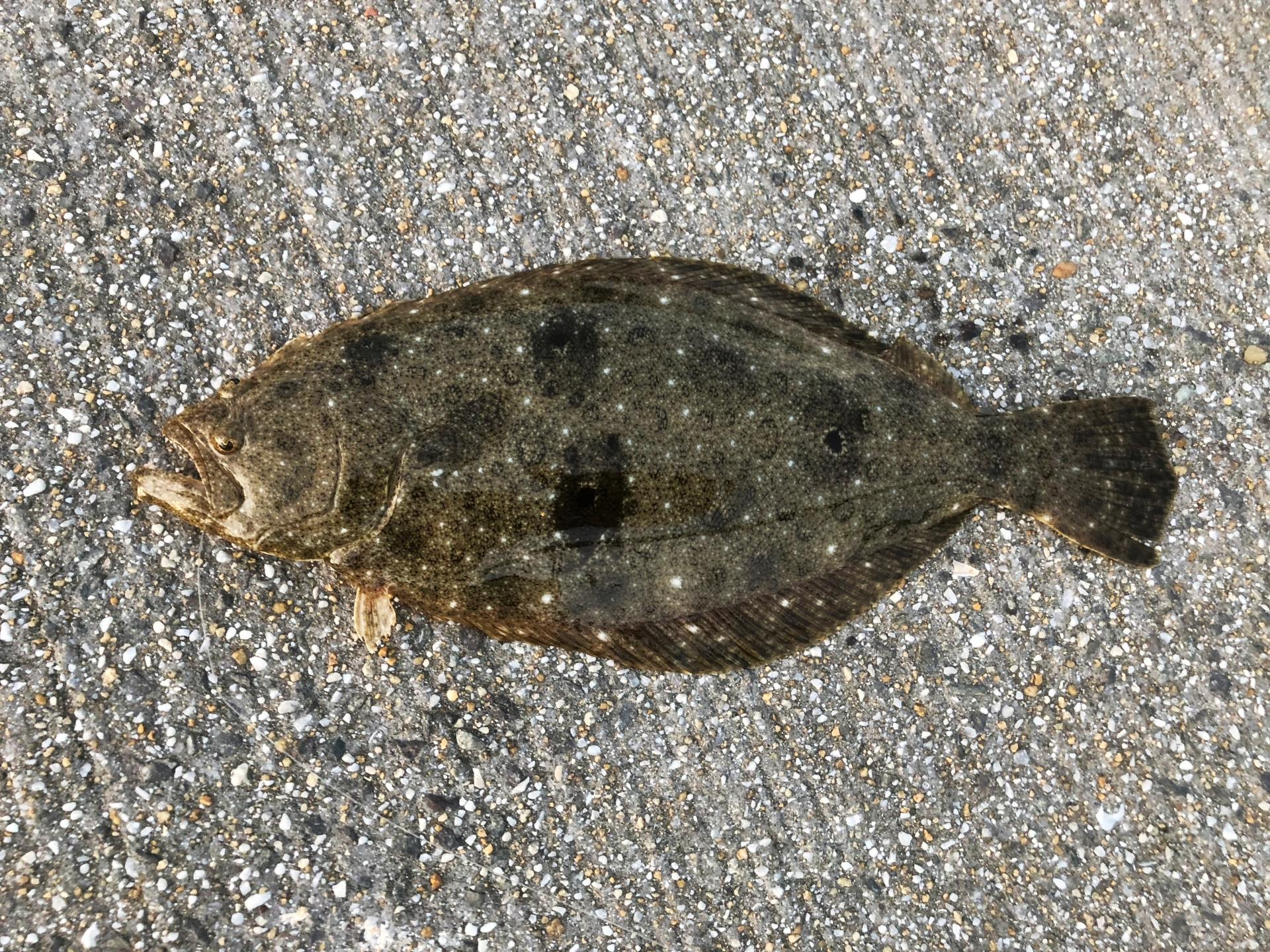 泳がせ釣り