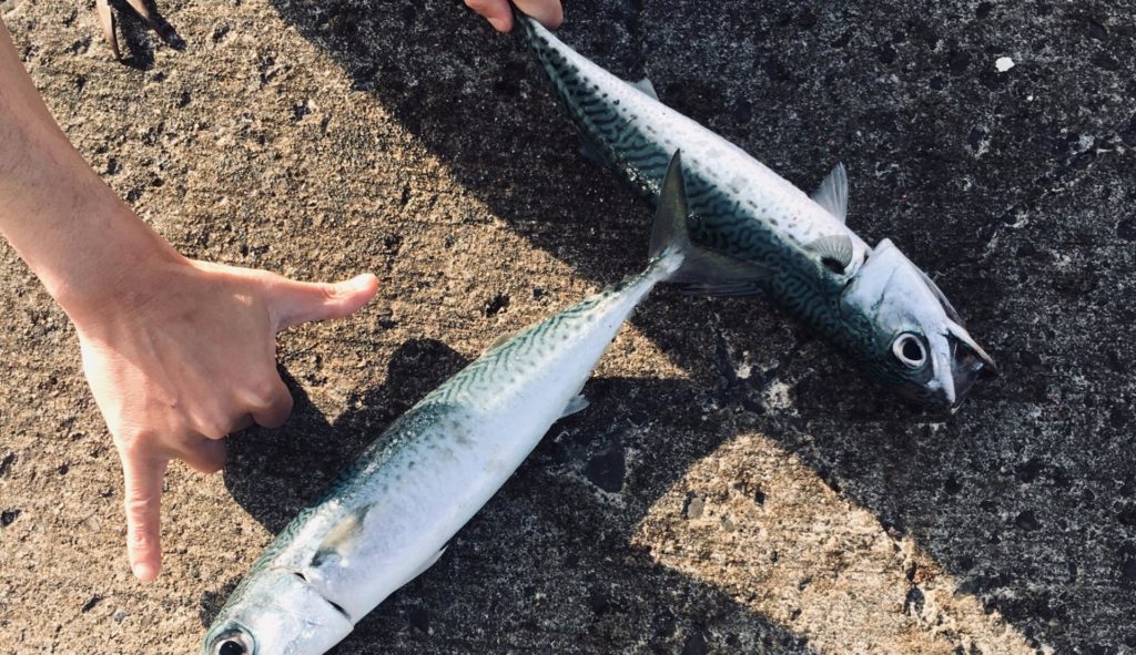 カゴ釣り