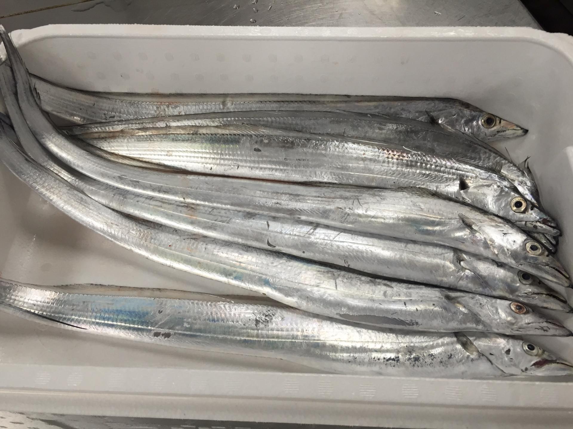 タチウオ
