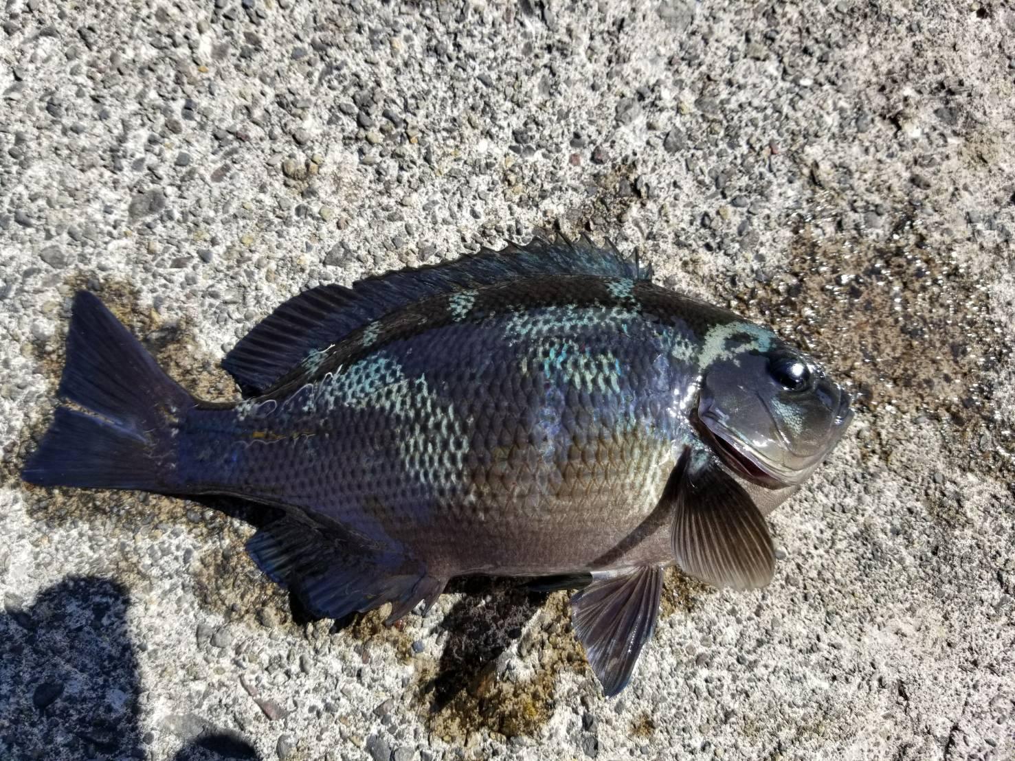 フカセ釣り