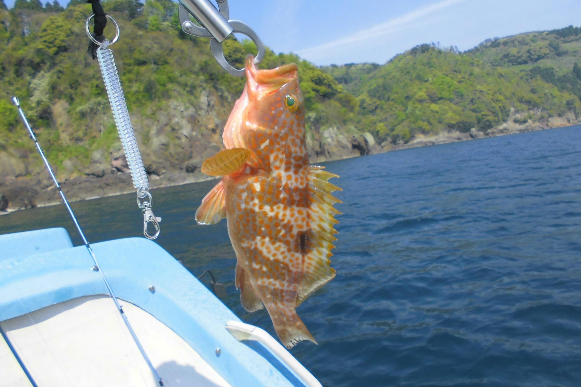 キジハタ アコウ ってどんな魚 レシピ 値段相場 釣り方 さばき方を解説 釣りラボマガジン