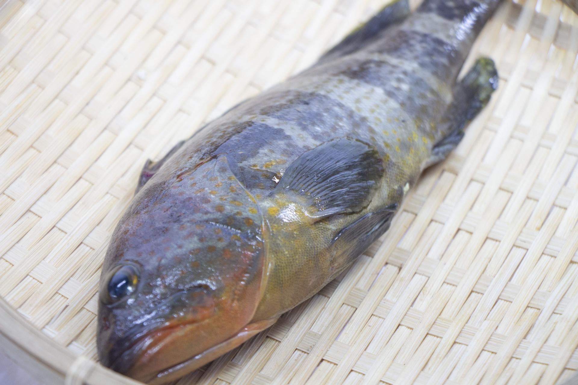 キジハタ アコウ ってどんな魚 レシピ 値段相場 釣り方 さばき方を解説 釣りラボマガジン