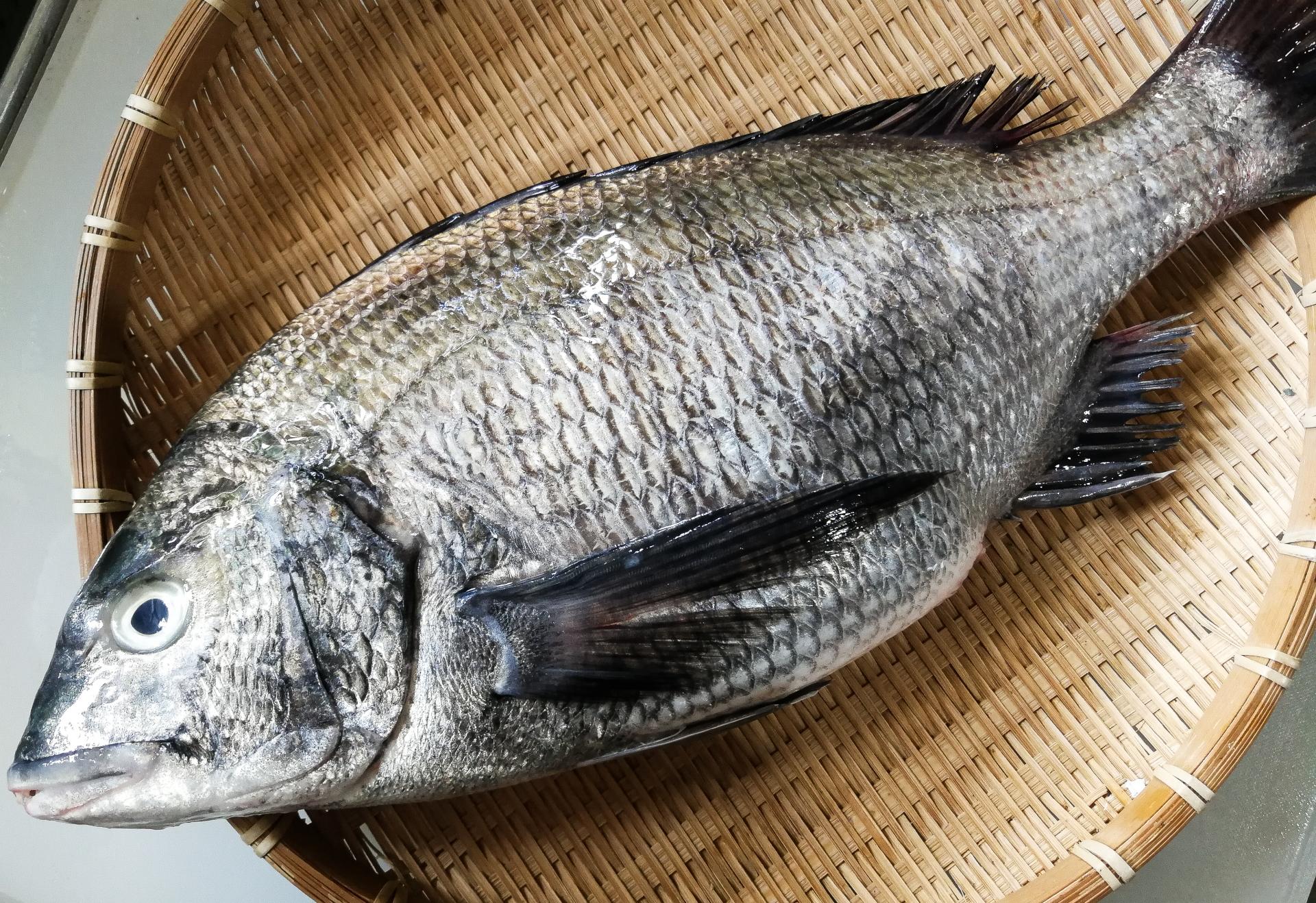 ヘチ釣り