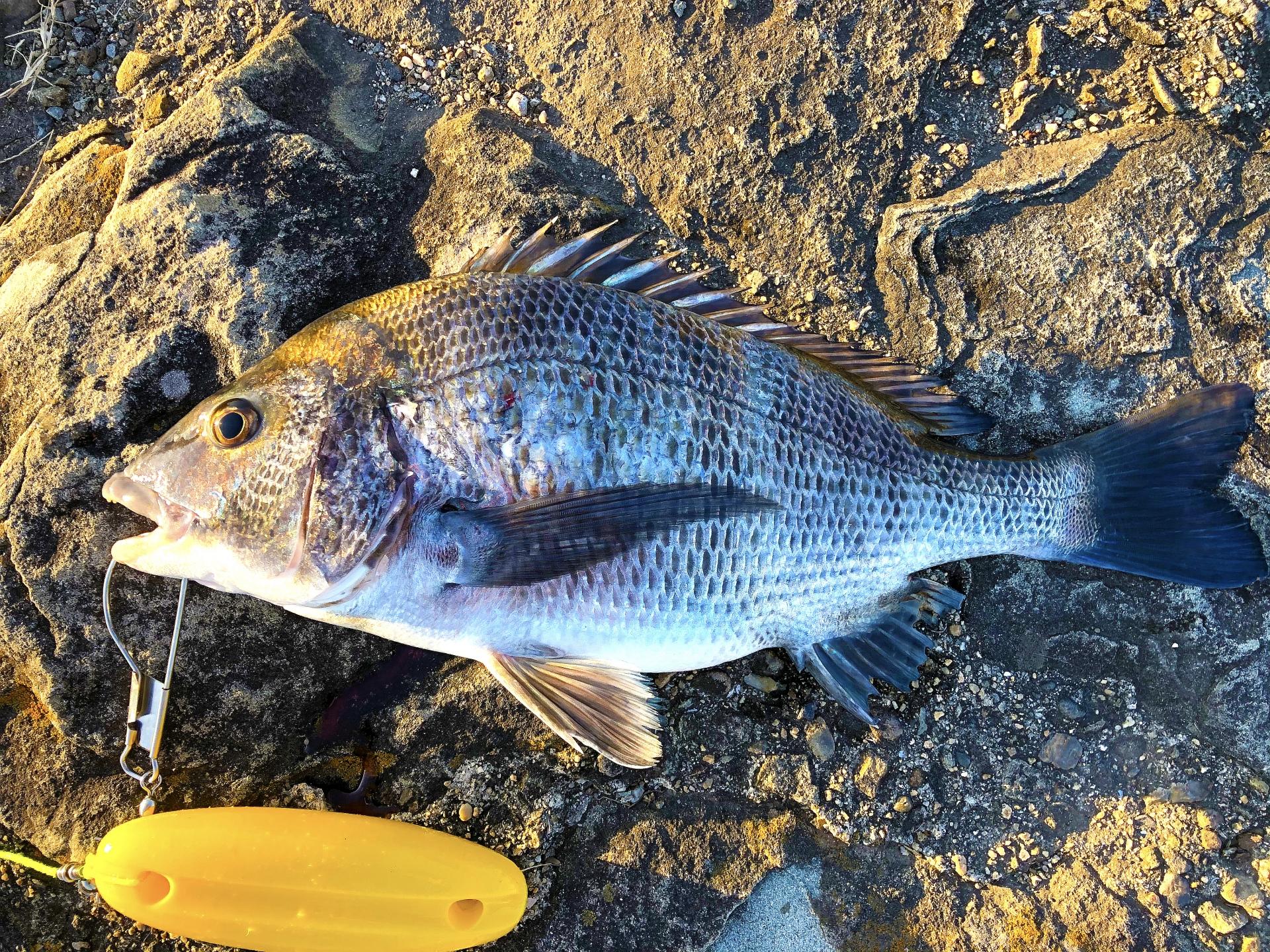 ヘチ釣り