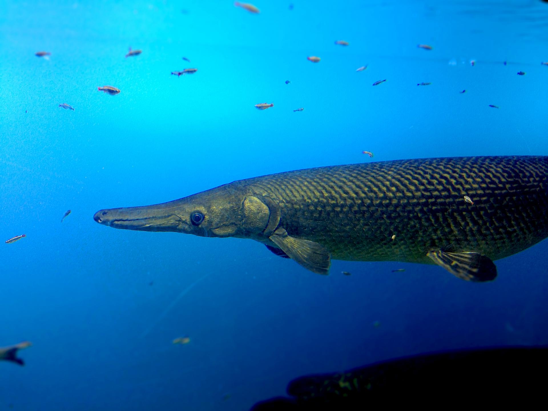 アリゲーターガーは本当に危険 その生態や飼育方法 釣り方を解説 釣りラボマガジン