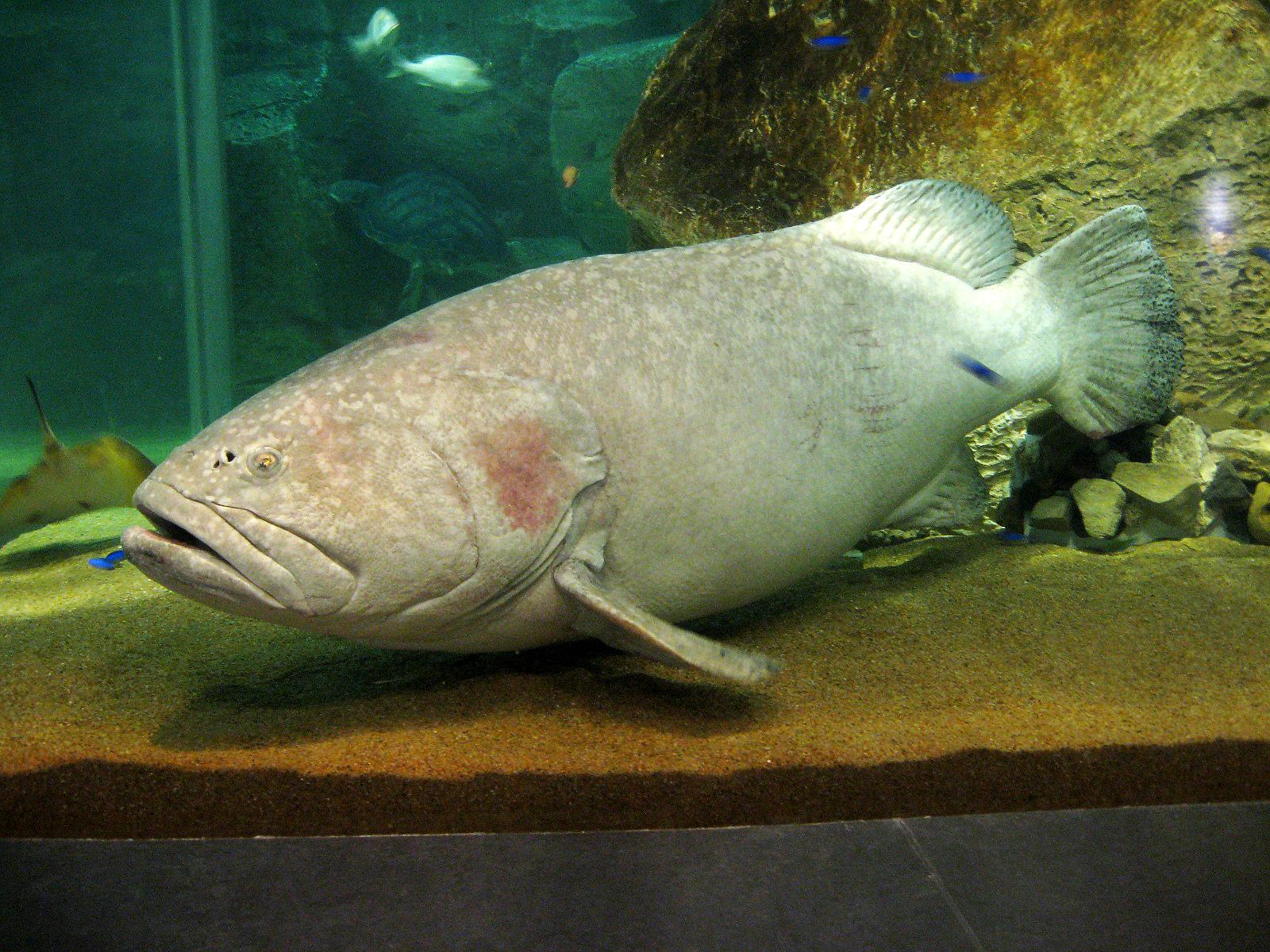 タマカイ はサメを丸呑みする巨大魚 人食いハタの生態をご紹介 釣りラボマガジン