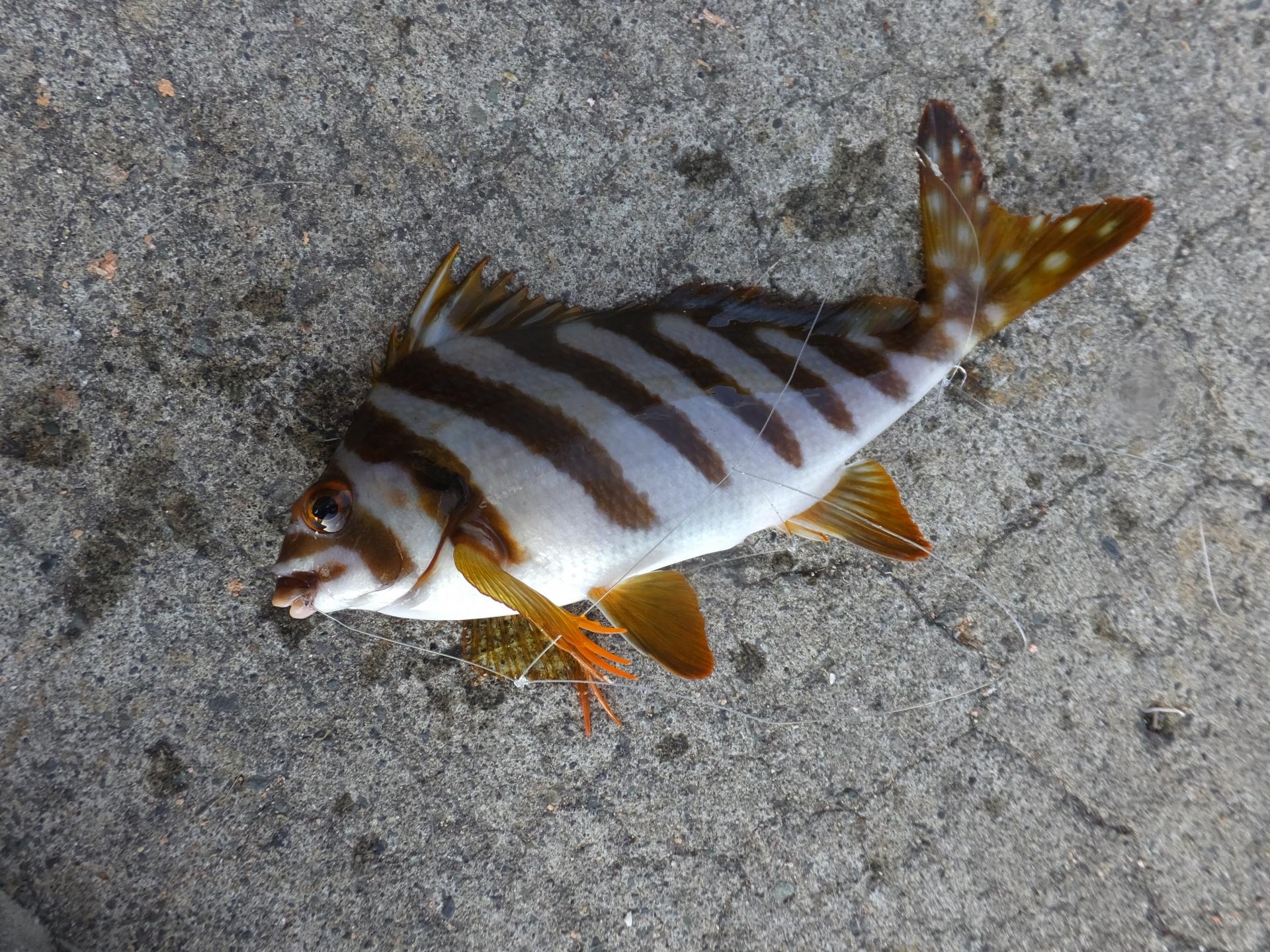 タカノハダイは実は美味しい レシピ 旬な時期 釣り方 さばき方を解説 釣りラボマガジン