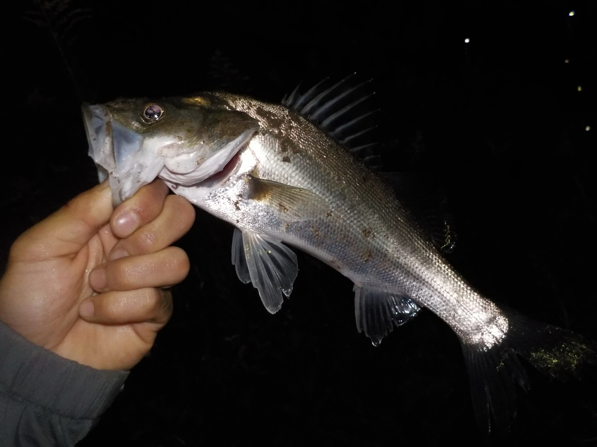 夜釣りにおすすめの時間帯を紹介 釣れるターゲットや釣り方 タックルを解説 釣りラボマガジン