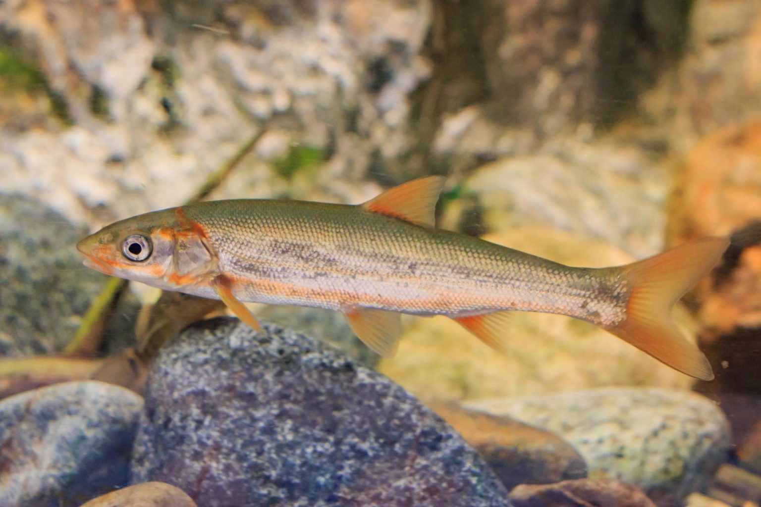 ニゴイってどんな魚?生態・ルアー釣りのやり方・レシピ・さばき方・飼育方法を解説! | 釣りラボマガジン