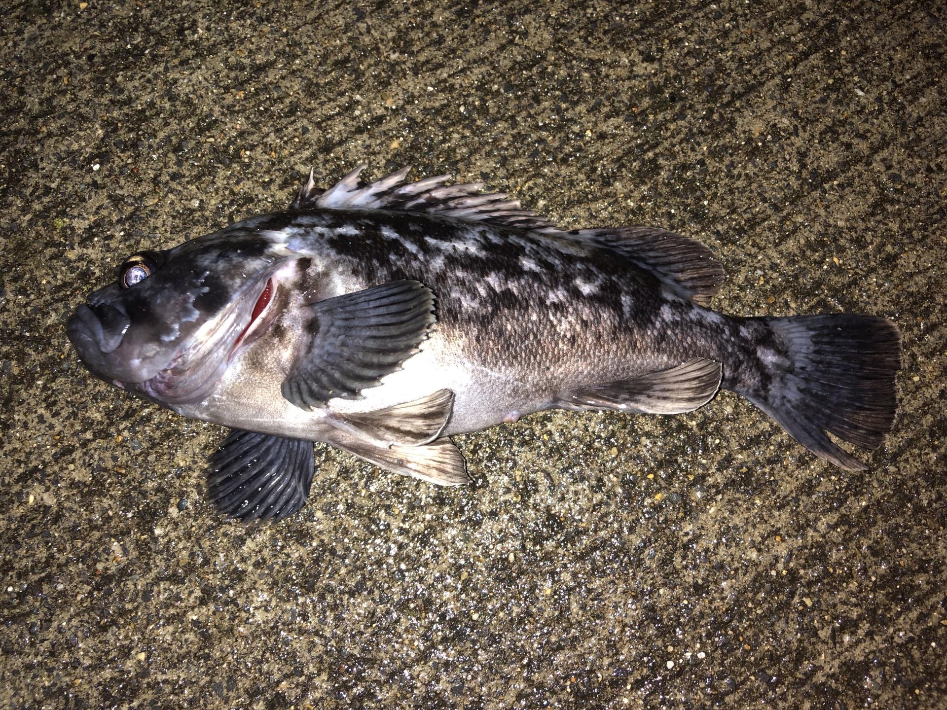 クロソイ 刺身 食べ方