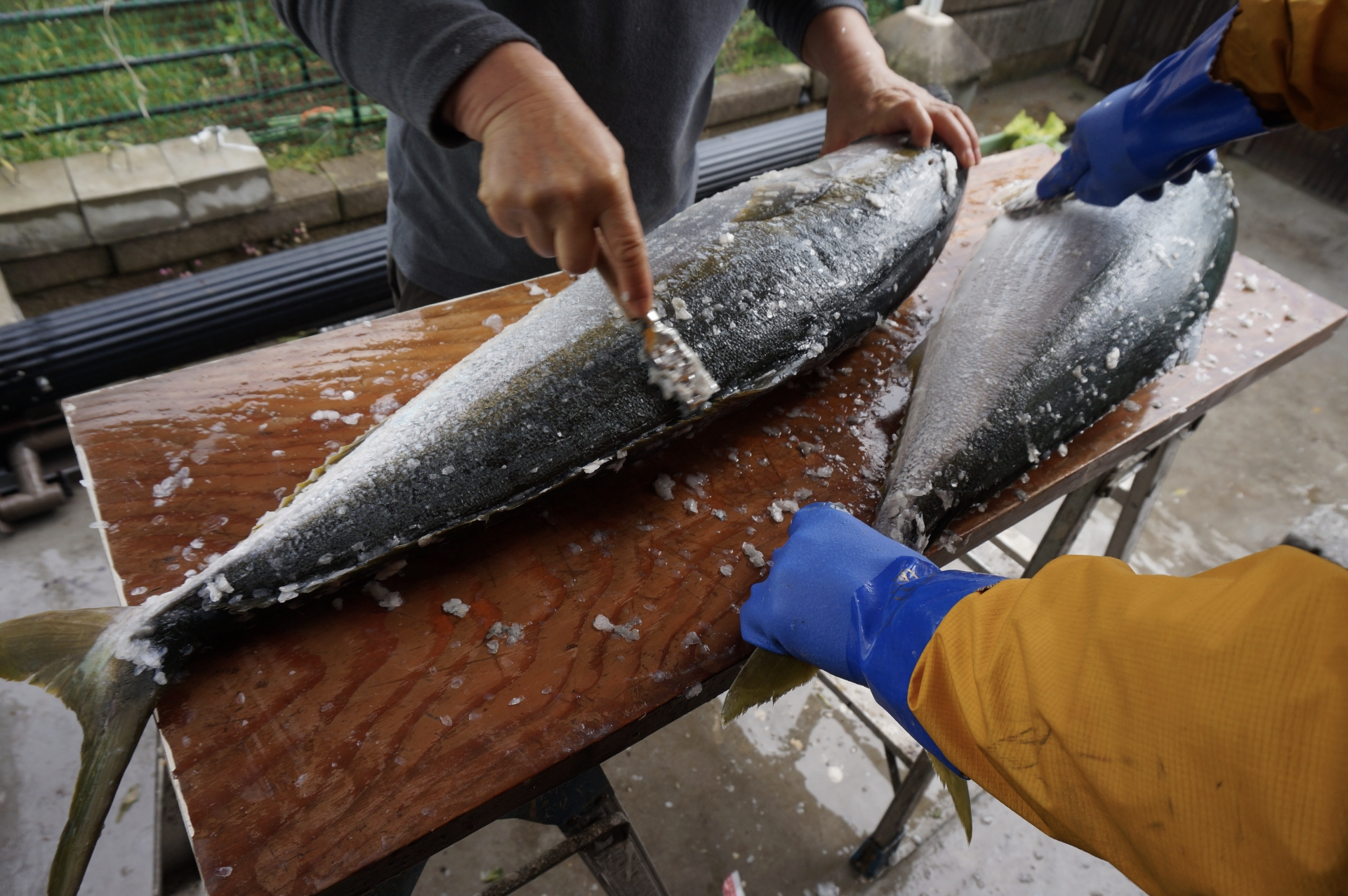 代表的な出世魚の一覧と呼び名の順番をご紹介 ブリ スズキ ボラ カンパチ 釣りラボマガジン