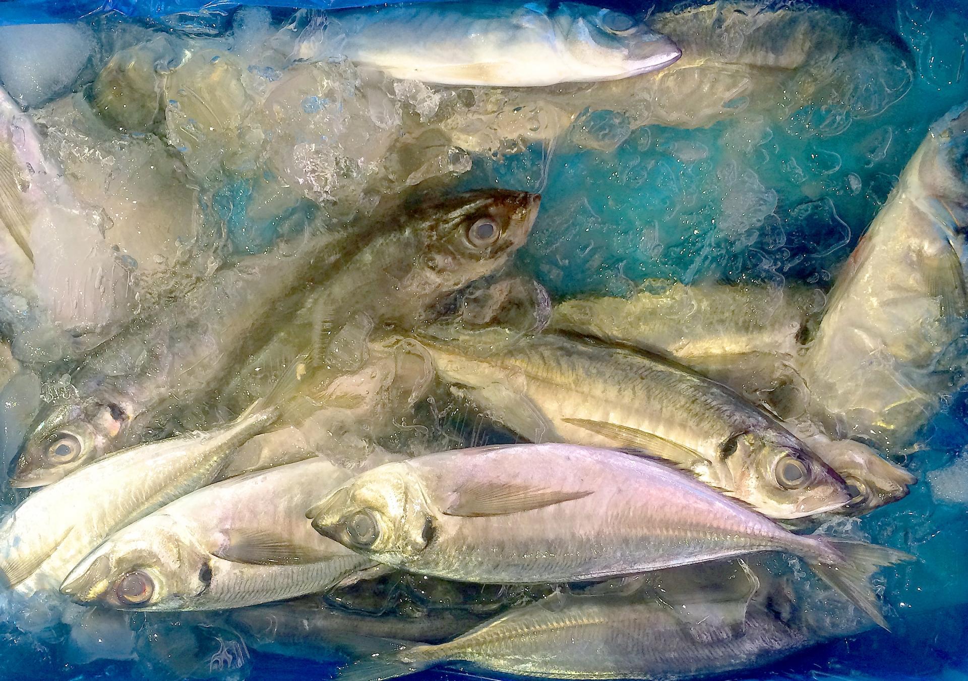 アジング