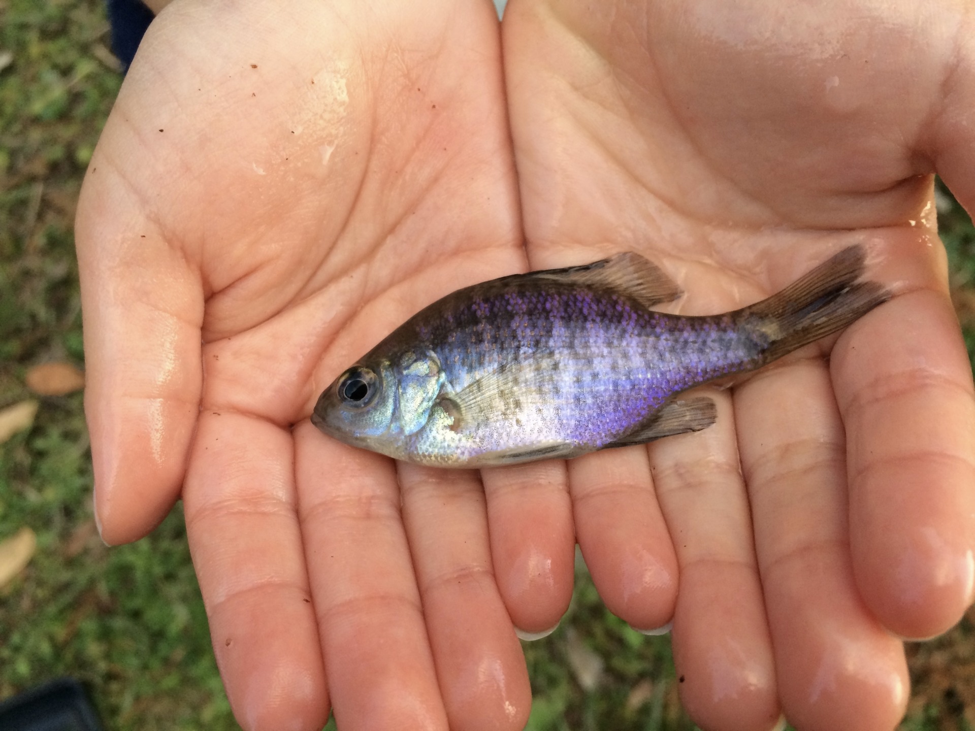 外来ブルーギルは天皇陛下が持ち込んだ魚で謝罪したって本当 釣り方 レシピ 生態も解説 釣りラボマガジン