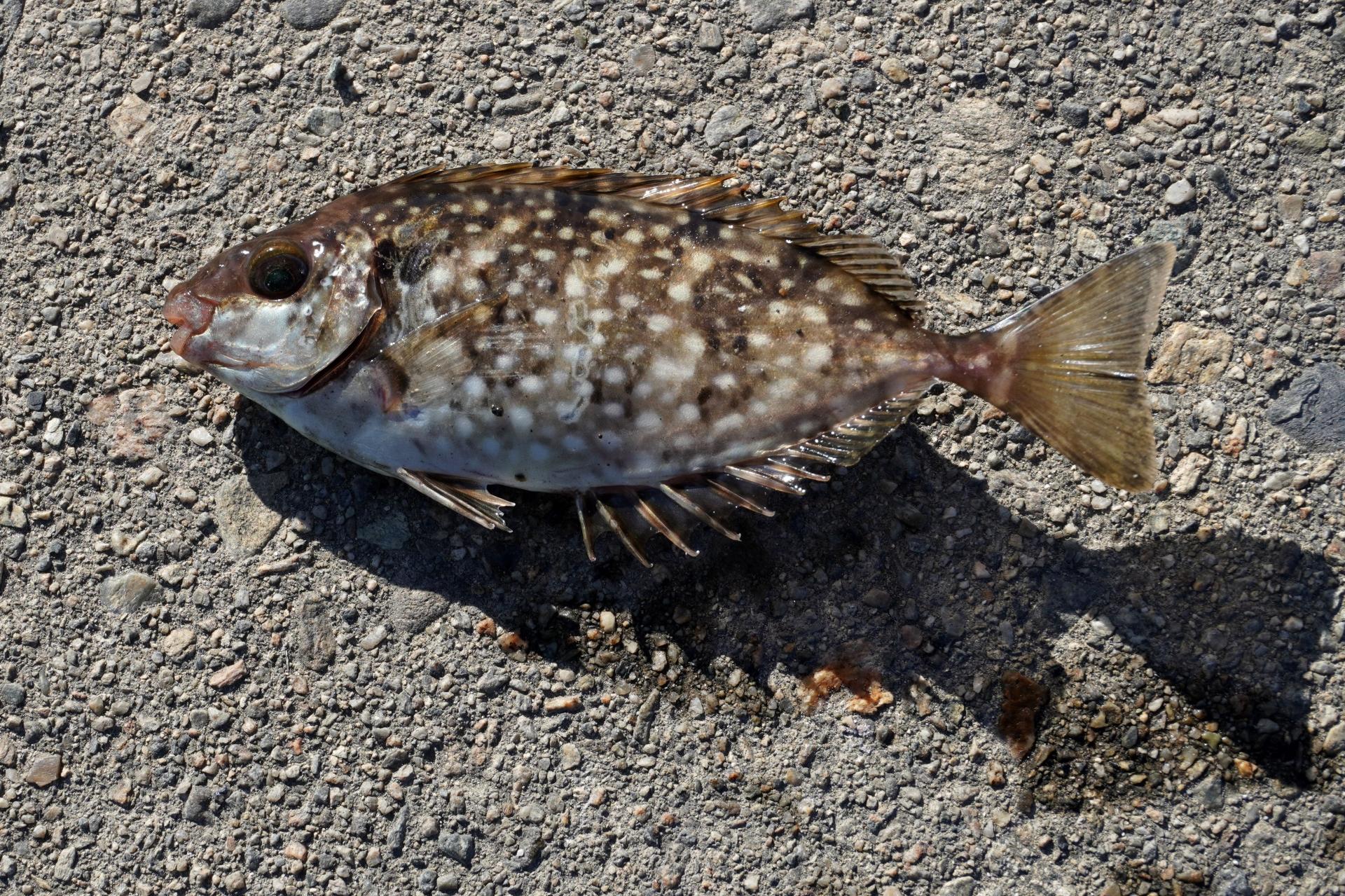 毒魚アイゴとは 絶品レシピ 旬な時期 釣り方 さばき方を解説 釣りラボマガジン