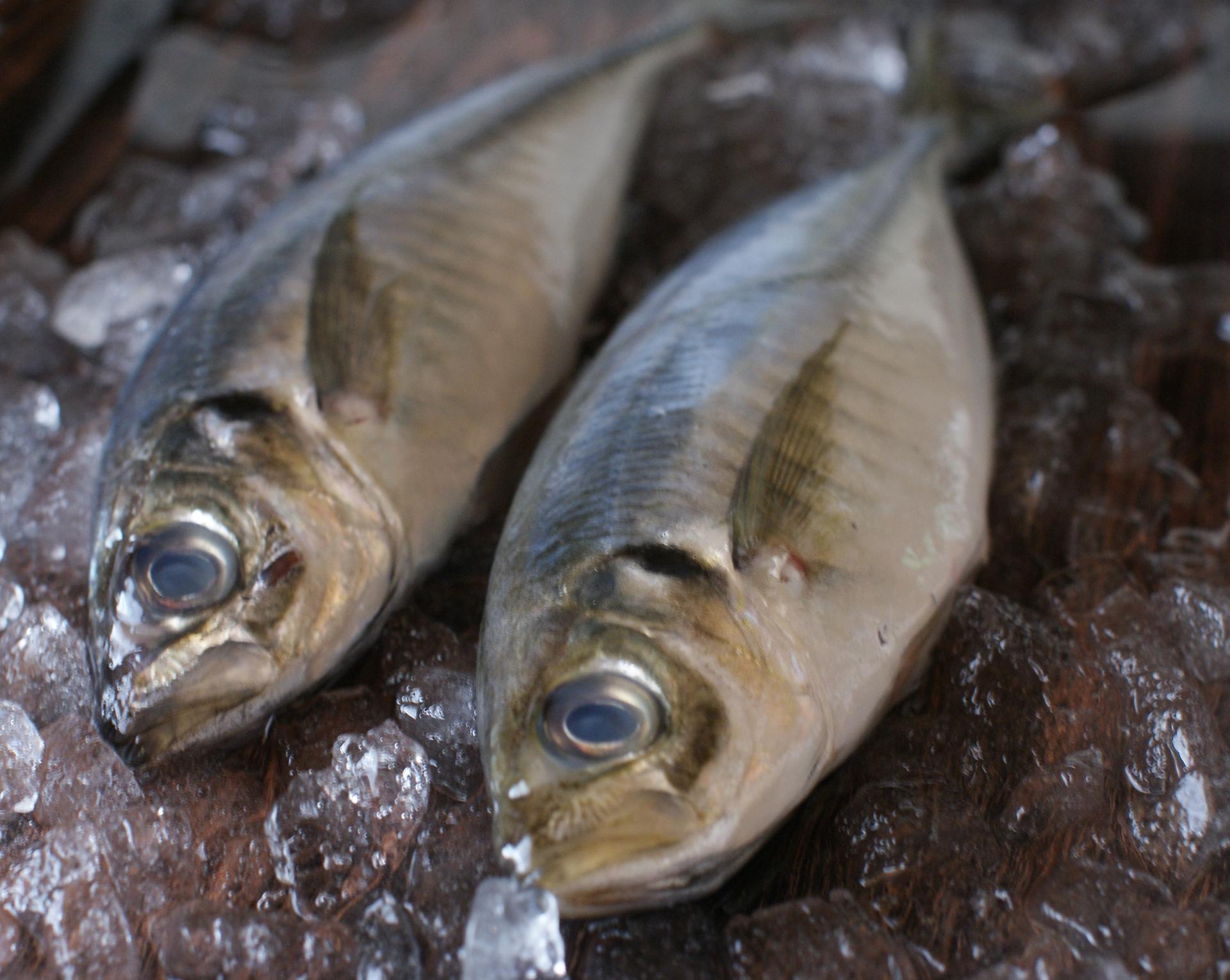 アジ釣りで大活躍な餌を徹底解説 餌の付け方も紹介します 釣りラボマガジン