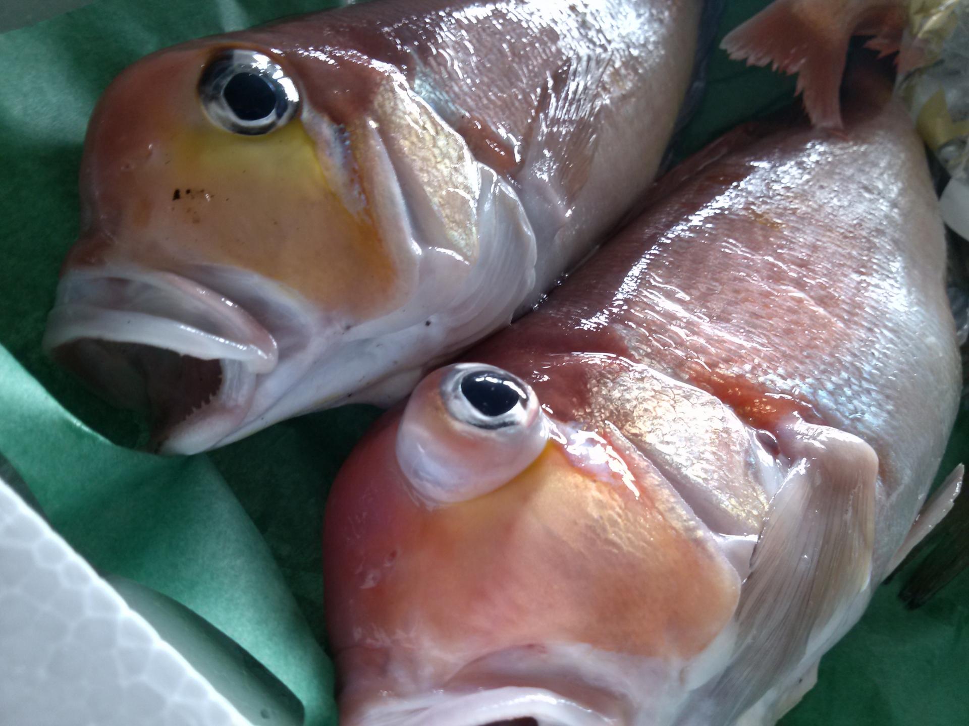 アマダイ アマダイ