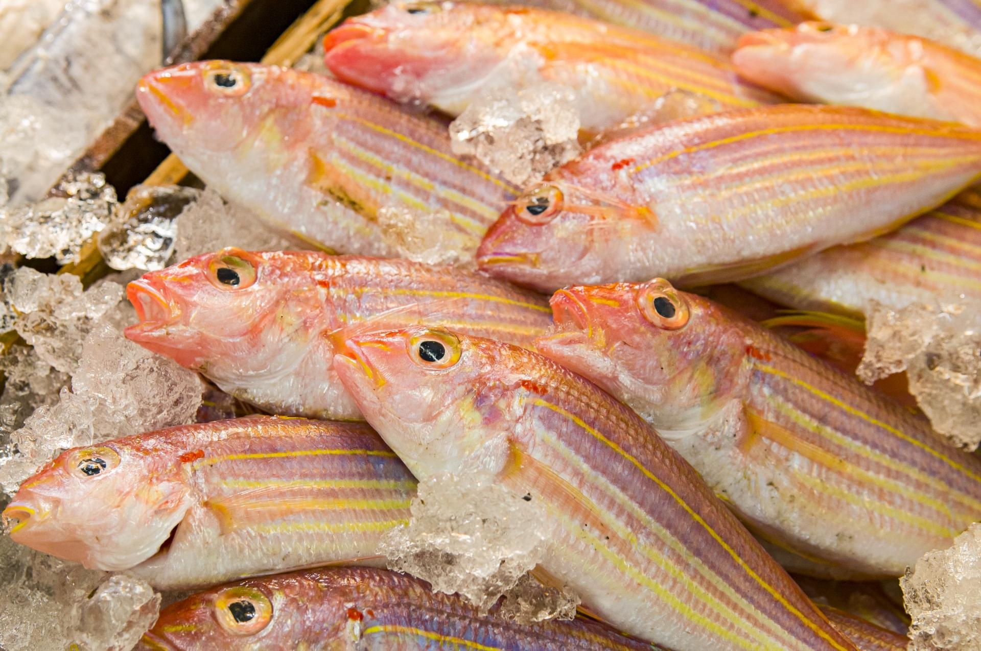 イトヨリダイの基本知識 レシピ 旬な時期 釣り方 さばき方を解説 釣りラボマガジン