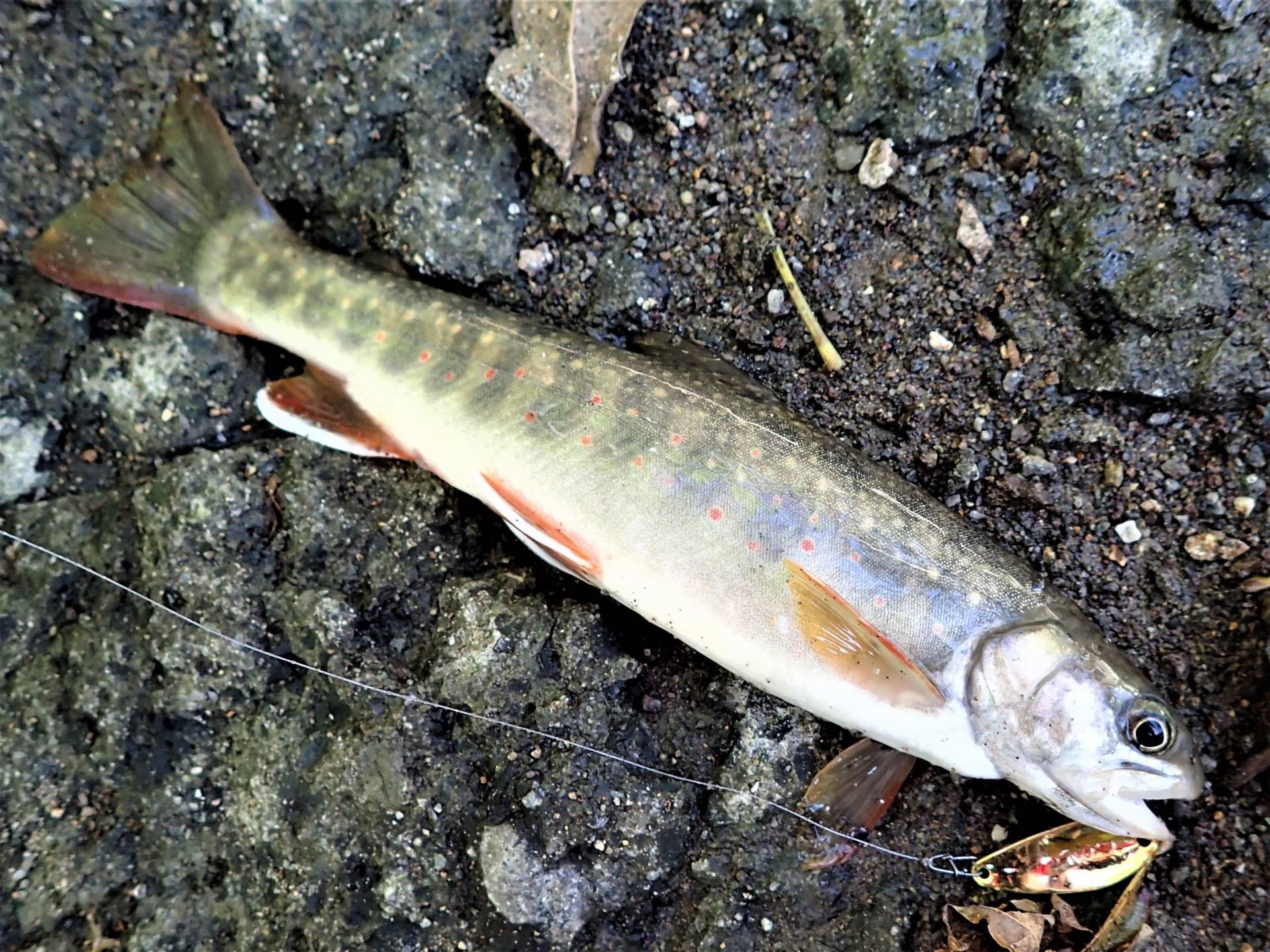 北海道の絶滅危惧種 オショロコマのレシピ 旬な時期 釣り方を解説 釣りラボマガジン