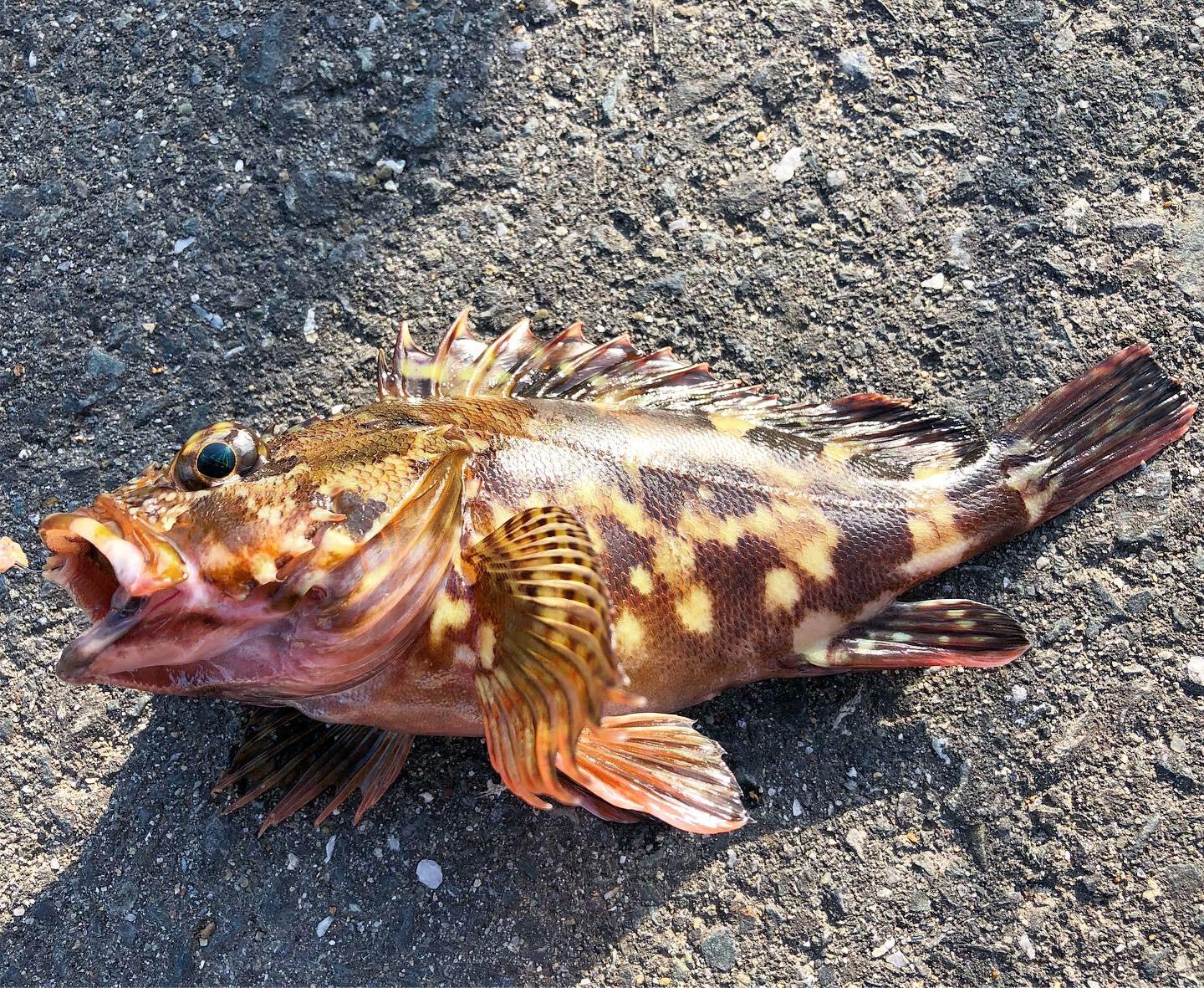 カサゴ カサゴ