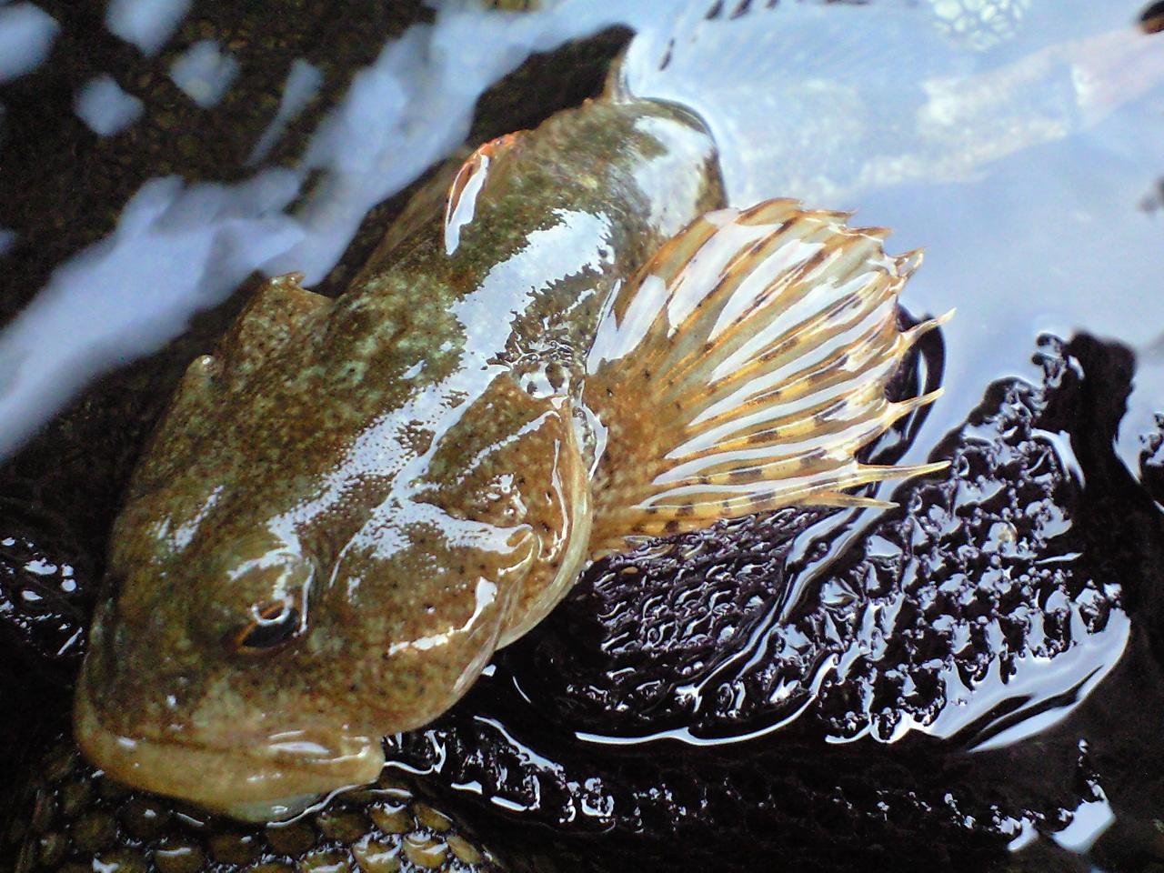 魚へんに 秋 でなんと読む 鰍 の正しい読み方 由来をご紹介 魚へんの漢字辞典 釣りラボマガジン