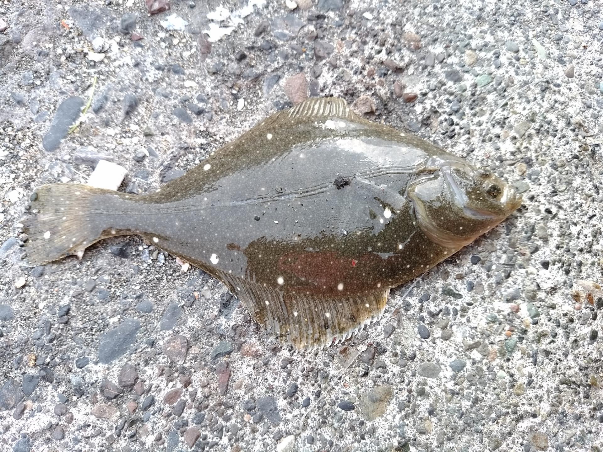 カレイ カレイ