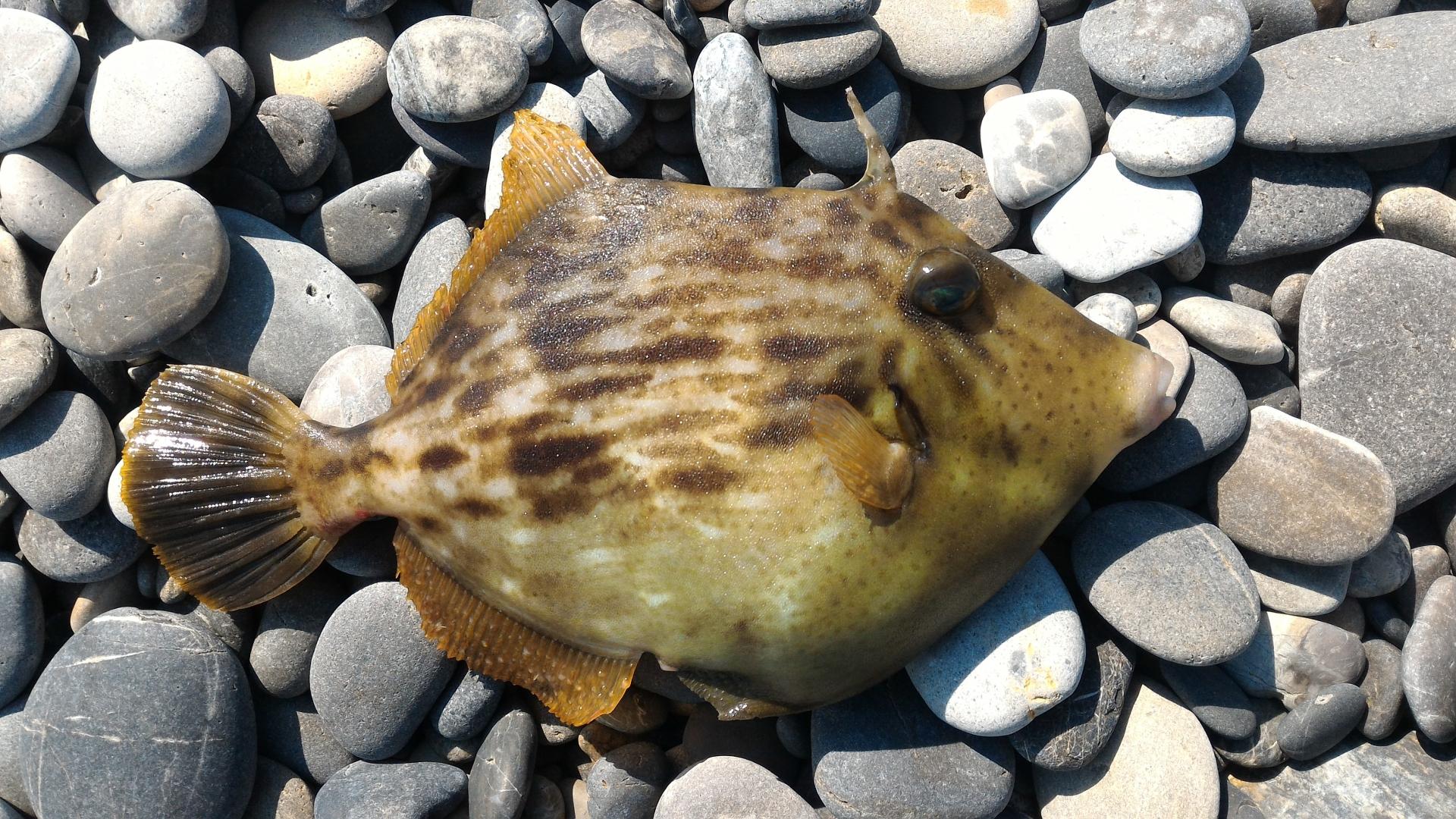 カワハギ カワハギ