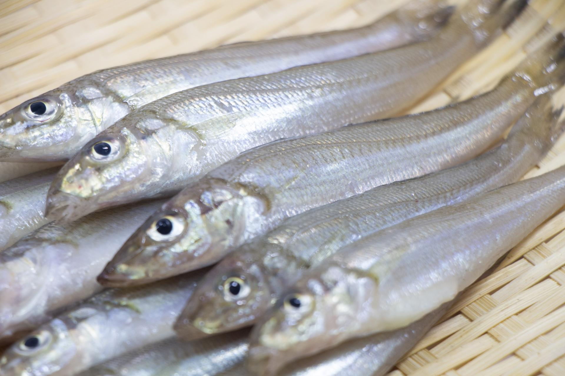 キス釣りで使うおすすめの餌を紹介 餌の種類や選び方 付け方も解説 釣りラボマガジン