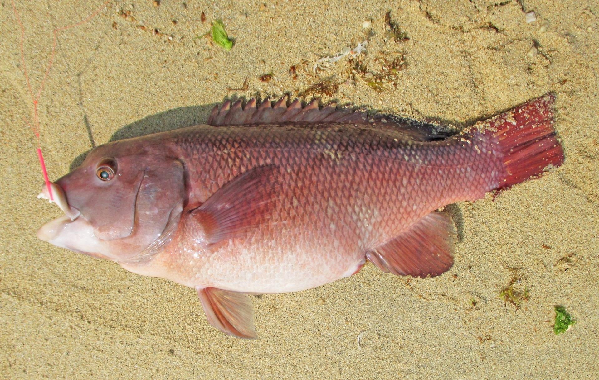 コブダイはまずい その味やレシピ 旬な時期 釣り方 さばき方を解説 釣りラボマガジン