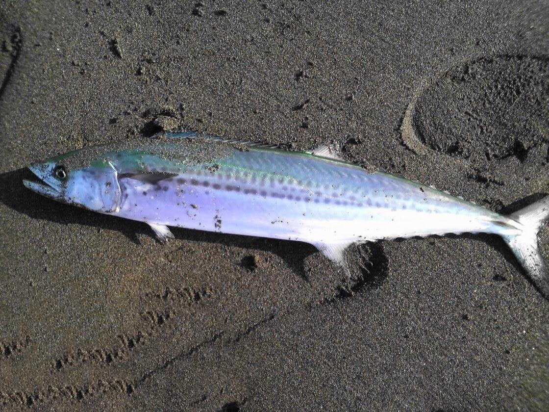 魚 へん に 春 魚へんに 春 でなんと読む 鰆 の正しい読み方 由来をご紹介 魚へんの漢字辞典