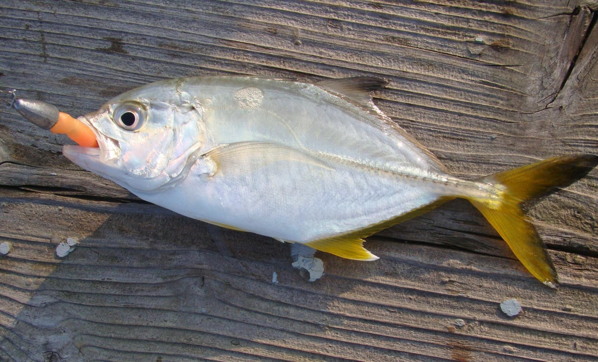 キビナゴ で 釣れる 魚