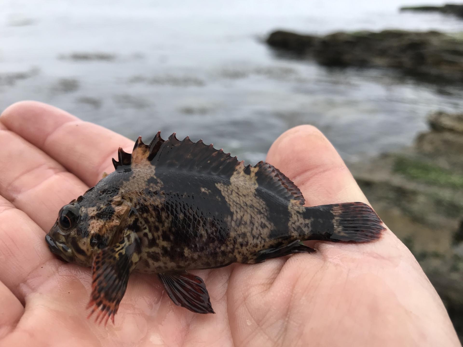 タケノコメバルの基本知識 レシピ 旬な時期 釣り方 さばき方を解説 釣りラボマガジン