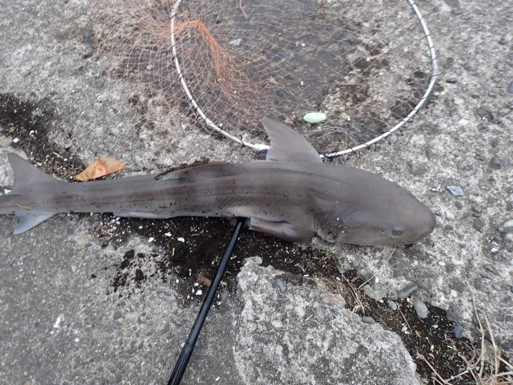東京湾で釣れる可愛いサメ ドチザメのレシピ 釣り方 さばき方を解説 釣りラボマガジン