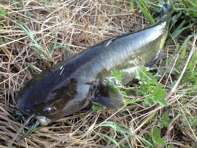 ナマズの基本知識 レシピ 旬な時期 釣り方 さばき方を解説 釣りラボマガジン