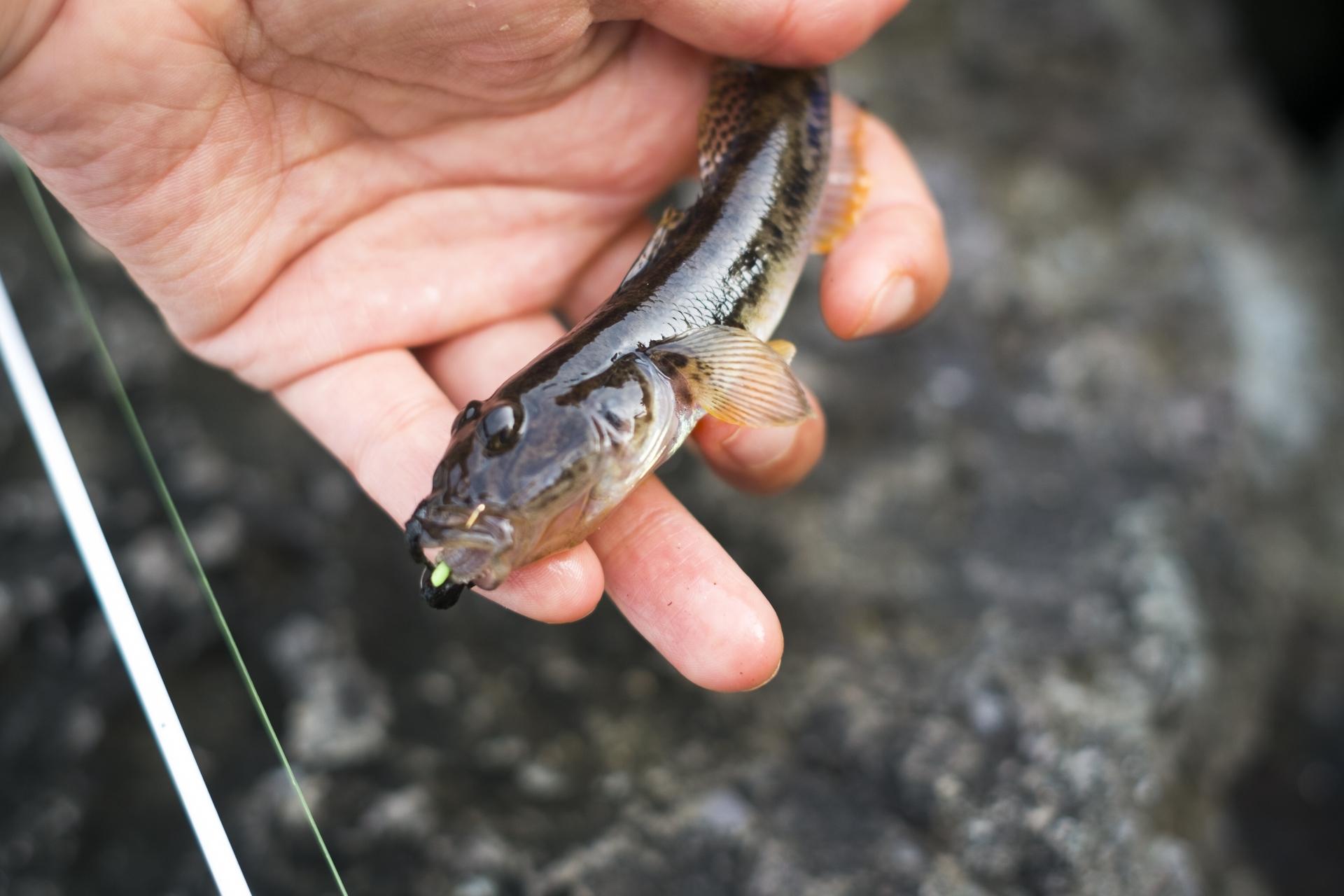 ハゼ釣りで使うおすすめの餌を紹介 付け方やコンビニで買える代用餌も解説 釣りラボマガジン