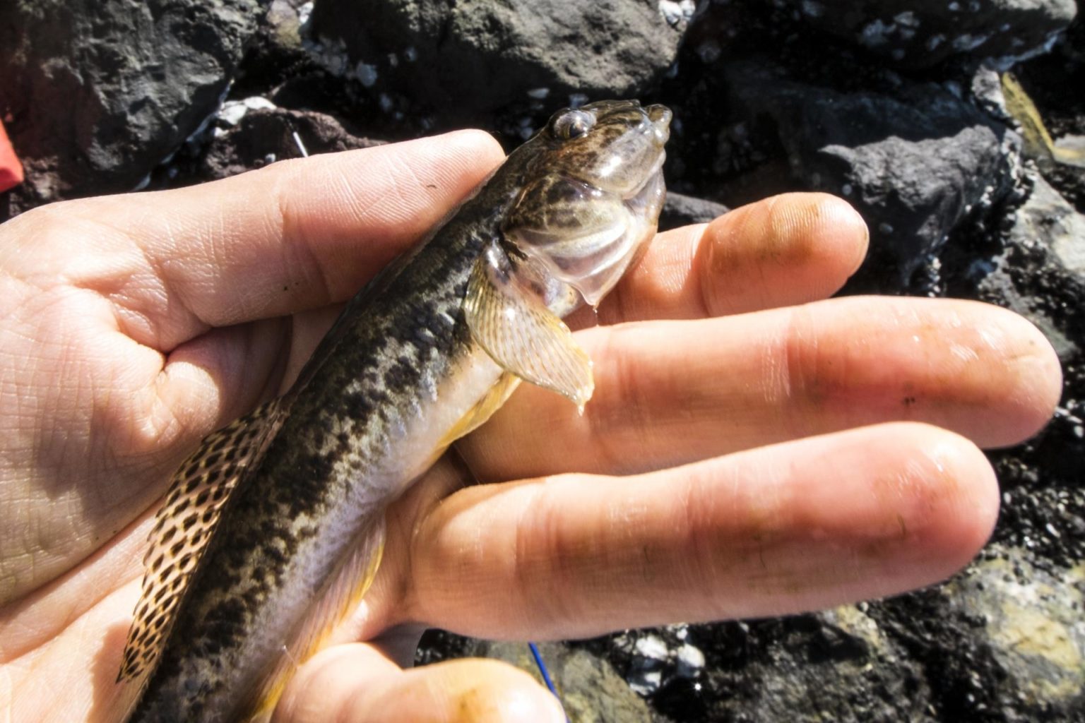 ハゼ釣りで使うおすすめの餌を紹介!付け方やコンビニで買える代用餌も解説 - E3838FE382BC 1536x1024