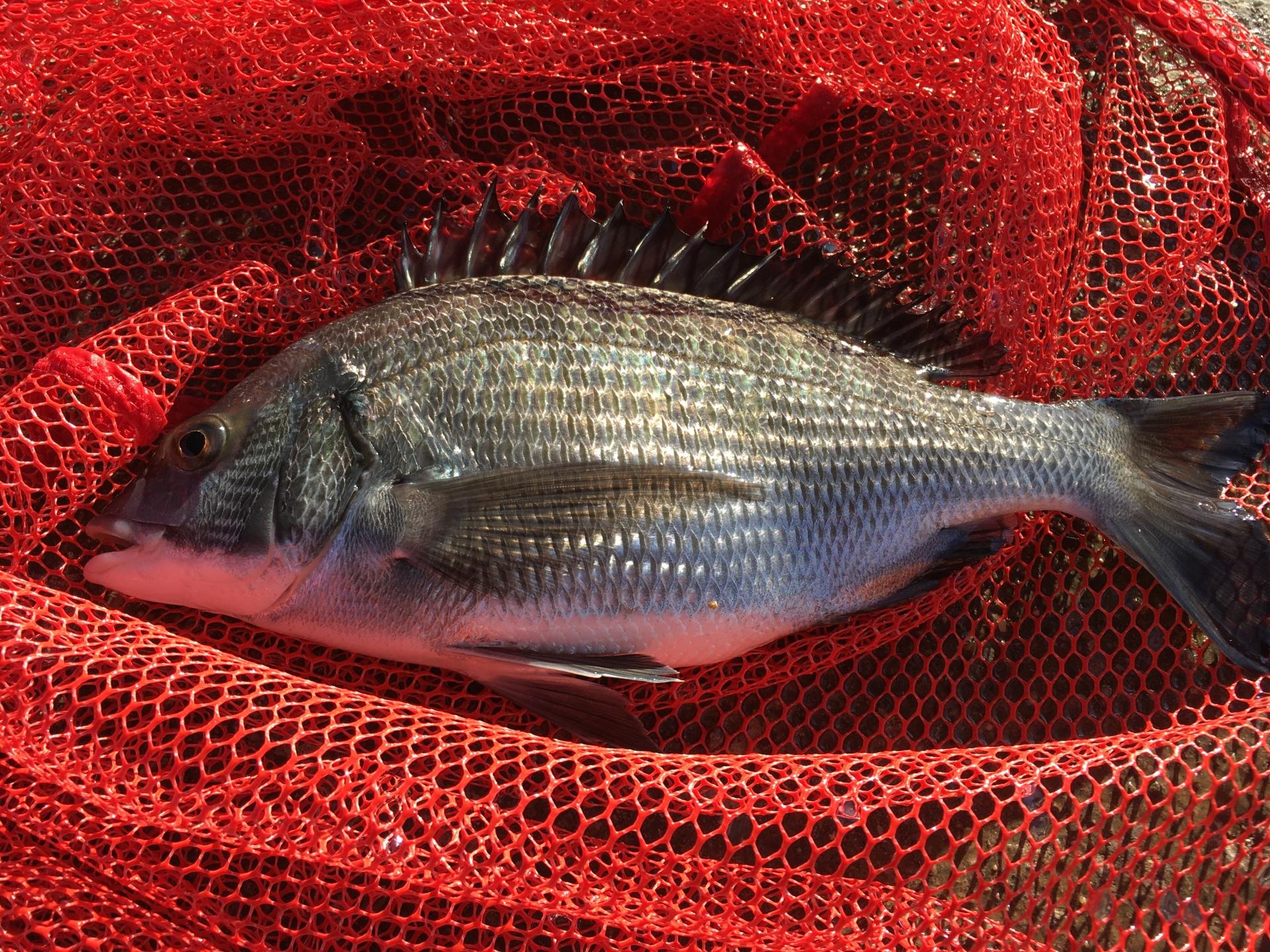 フカセ釣り フカセ釣り