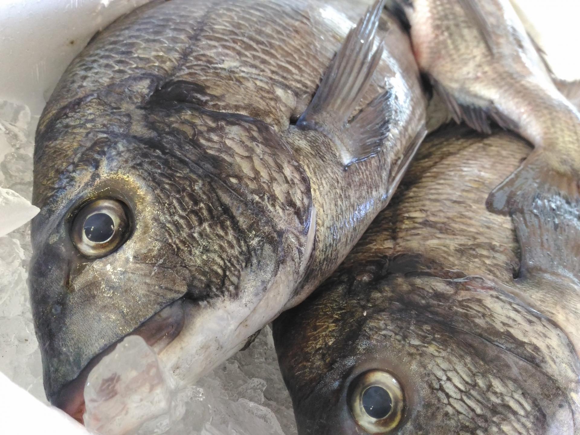 ヘチ釣り ヘチ釣り
