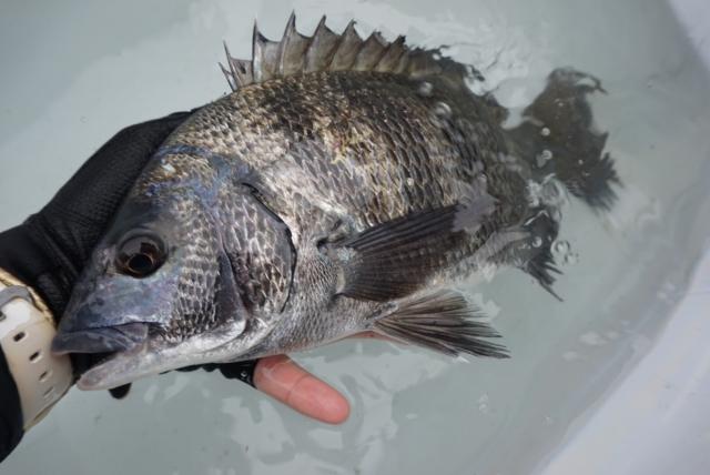 ヘチ釣り ヘチ釣り